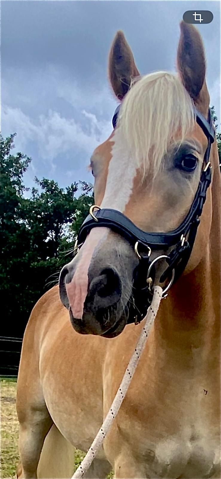 haflinger allround-pony merrie 3 jaar vos te koop - Foto 2
