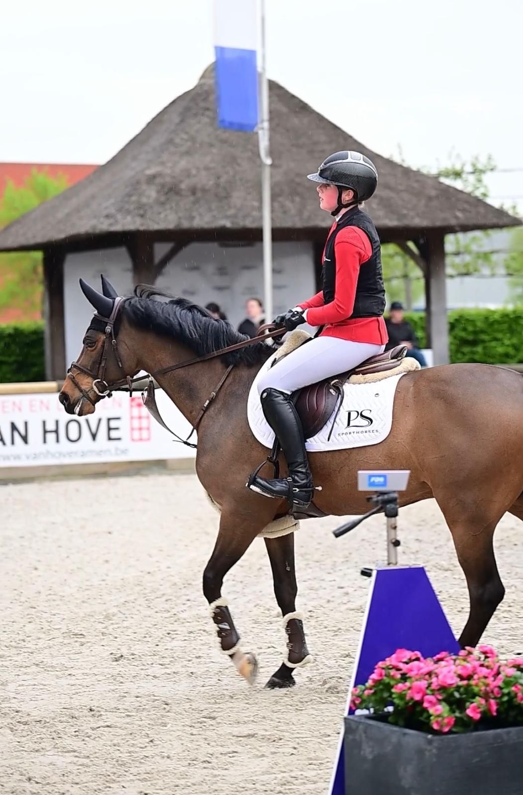welsh springpony ruin 8 år donkerbruin till salu - Foto 5