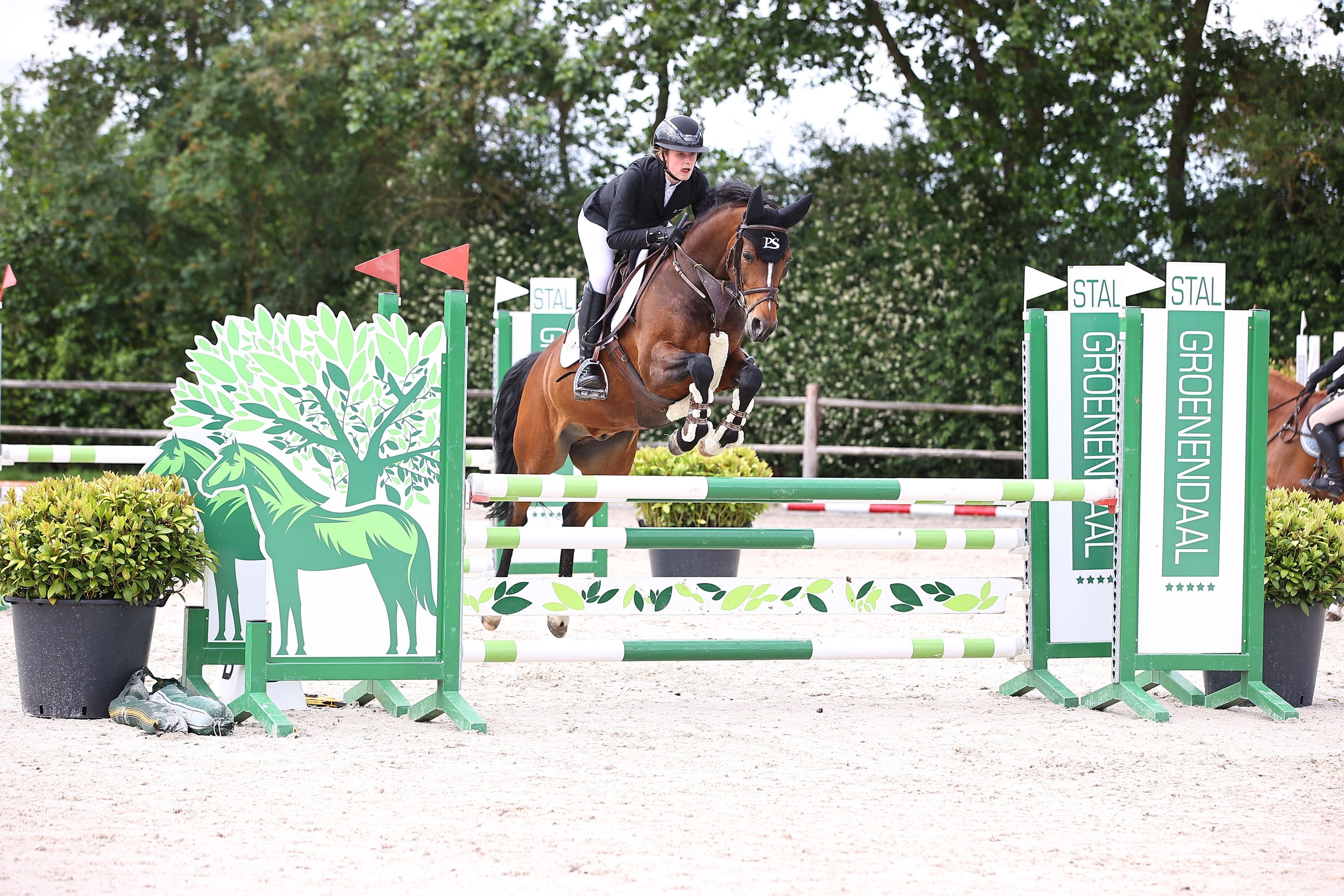 welsh springpony ruin 8 år donkerbruin till salu - Foto 2