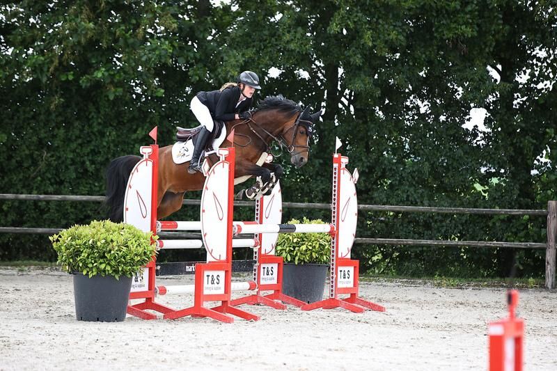 welsh springpony ruin 8 år donkerbruin till salu - Foto 2