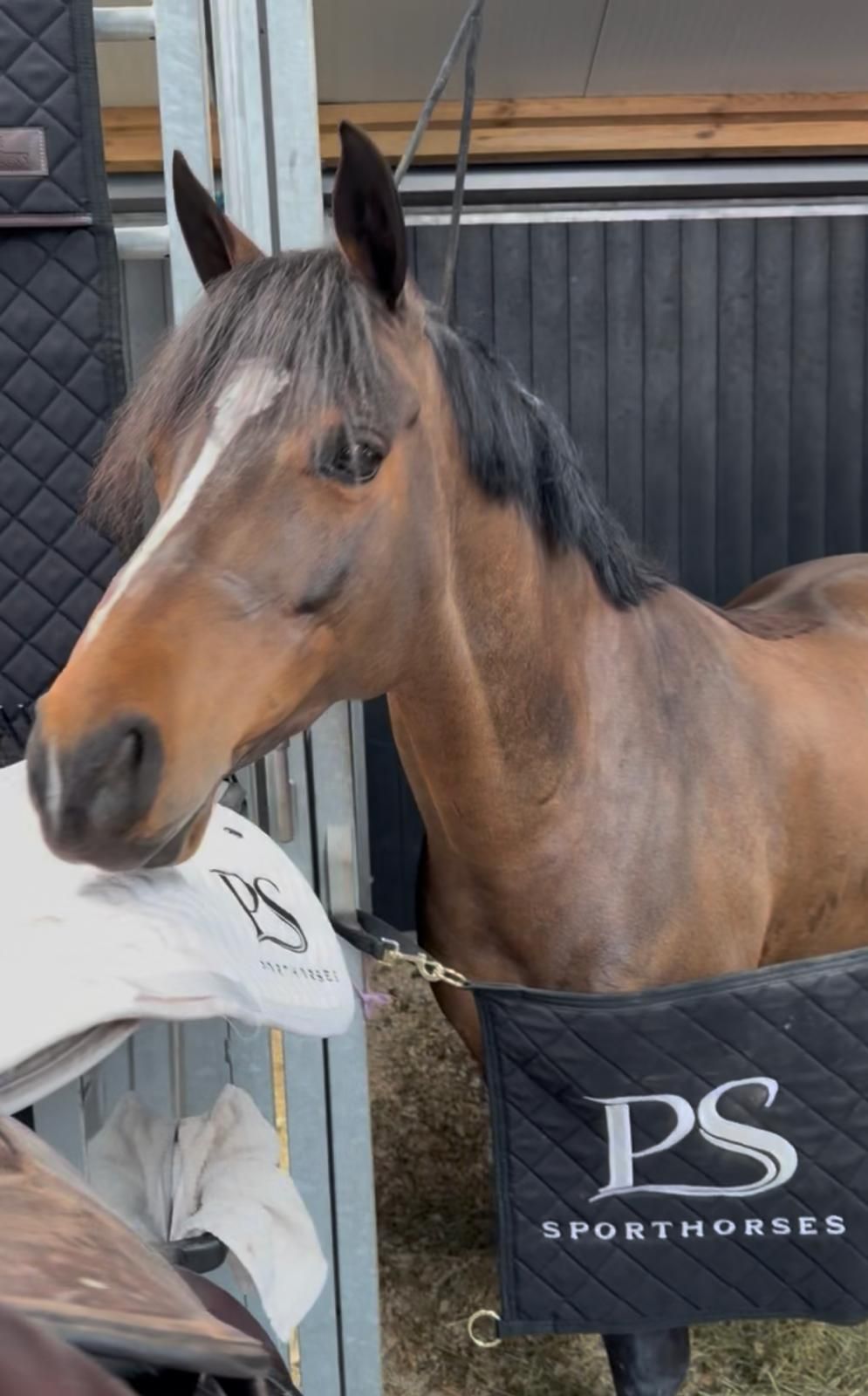 welsh springpony ruin 8 år donkerbruin till salu - Foto 6