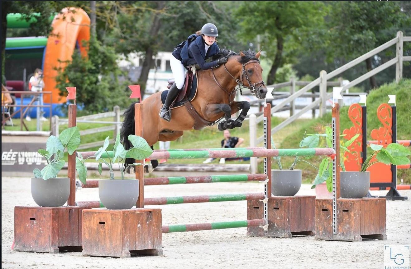 new-forest springpony hengst 15 år bruin till salu - Foto 2
