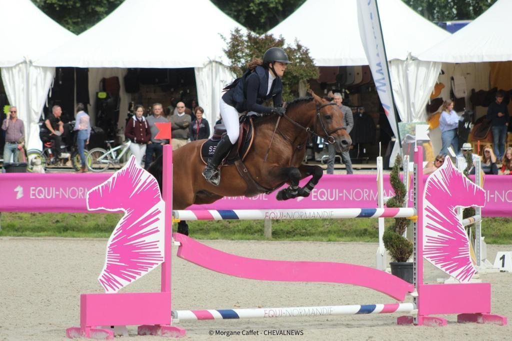 new-forest springpony hengst 15 år bruin till salu - Foto 5