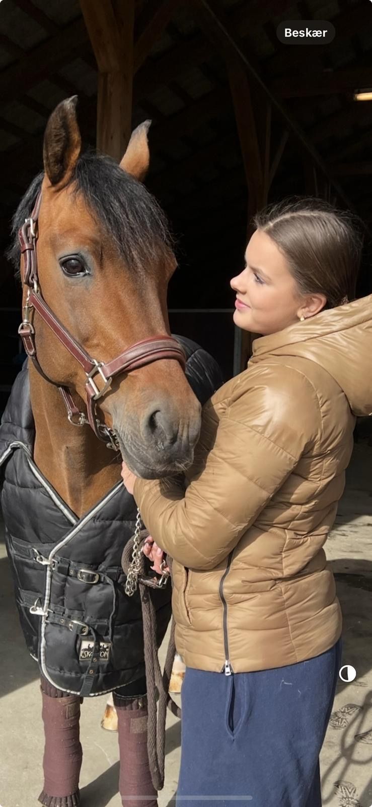 new-forest springpony hengst 15 år bruin till salu - Foto 6
