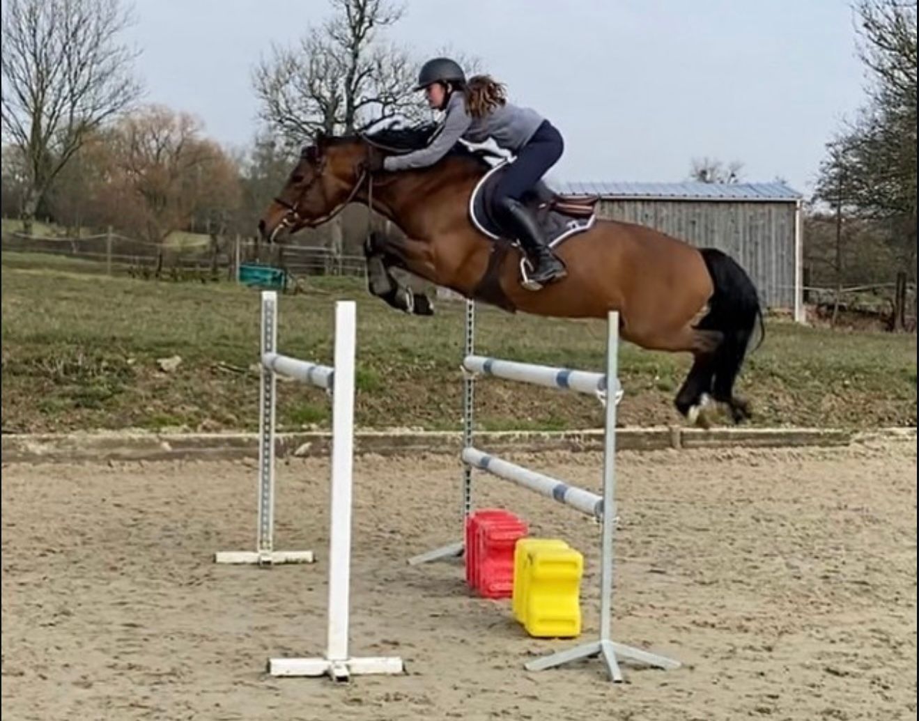 new-forest springpony hengst 15 år bruin till salu - Foto 3