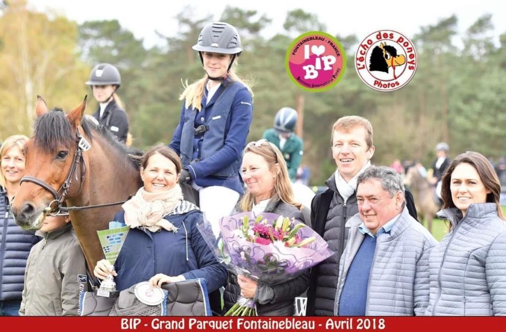 new-forest springpony hengst 15 år bruin till salu - Foto 4