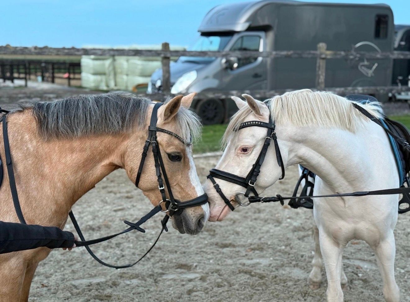 welsh springpony ruin 4 anni andere-kleur in vendita - Foto 5