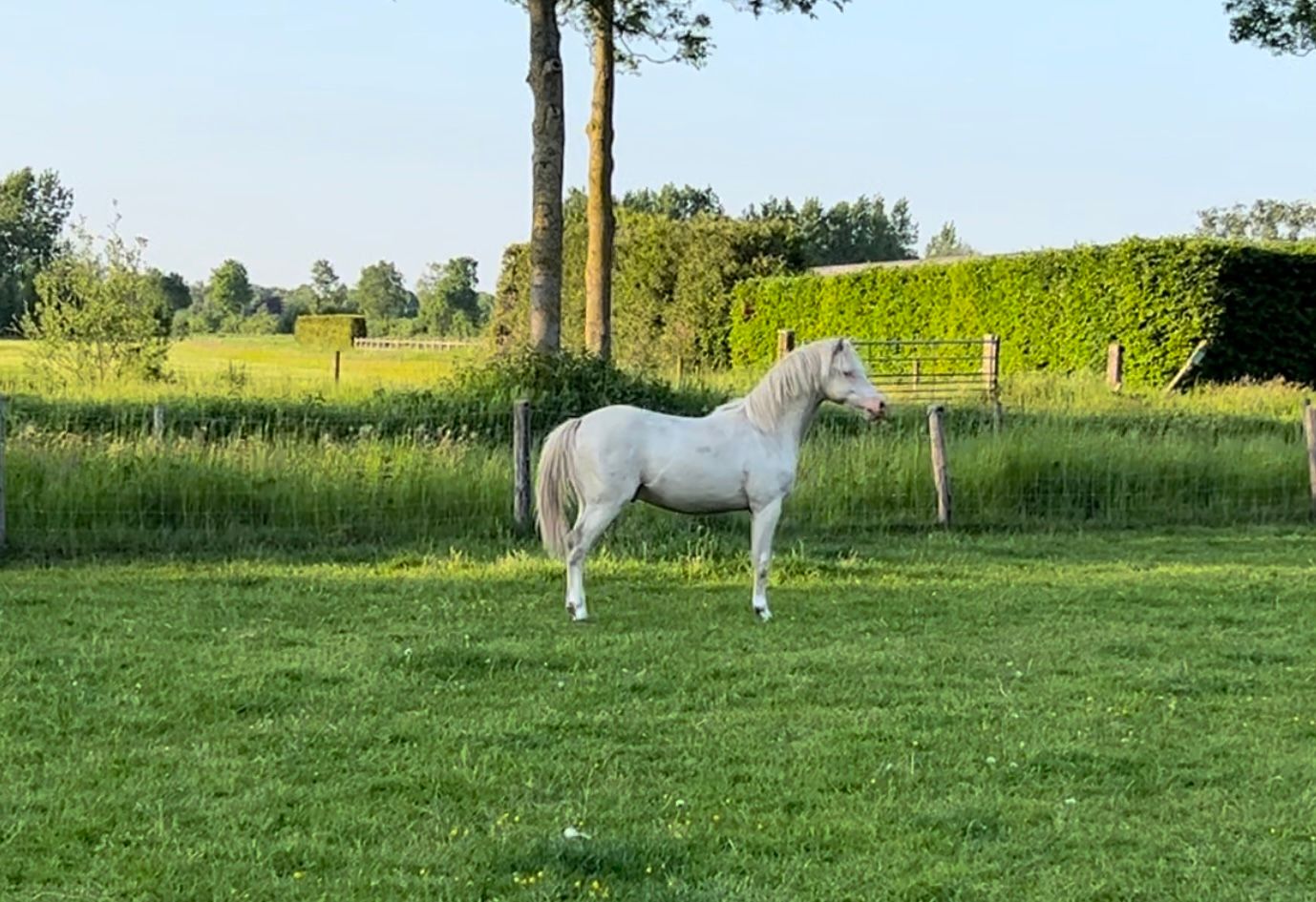 welsh springpony ruin 4 anni andere-kleur in vendita - Foto 6