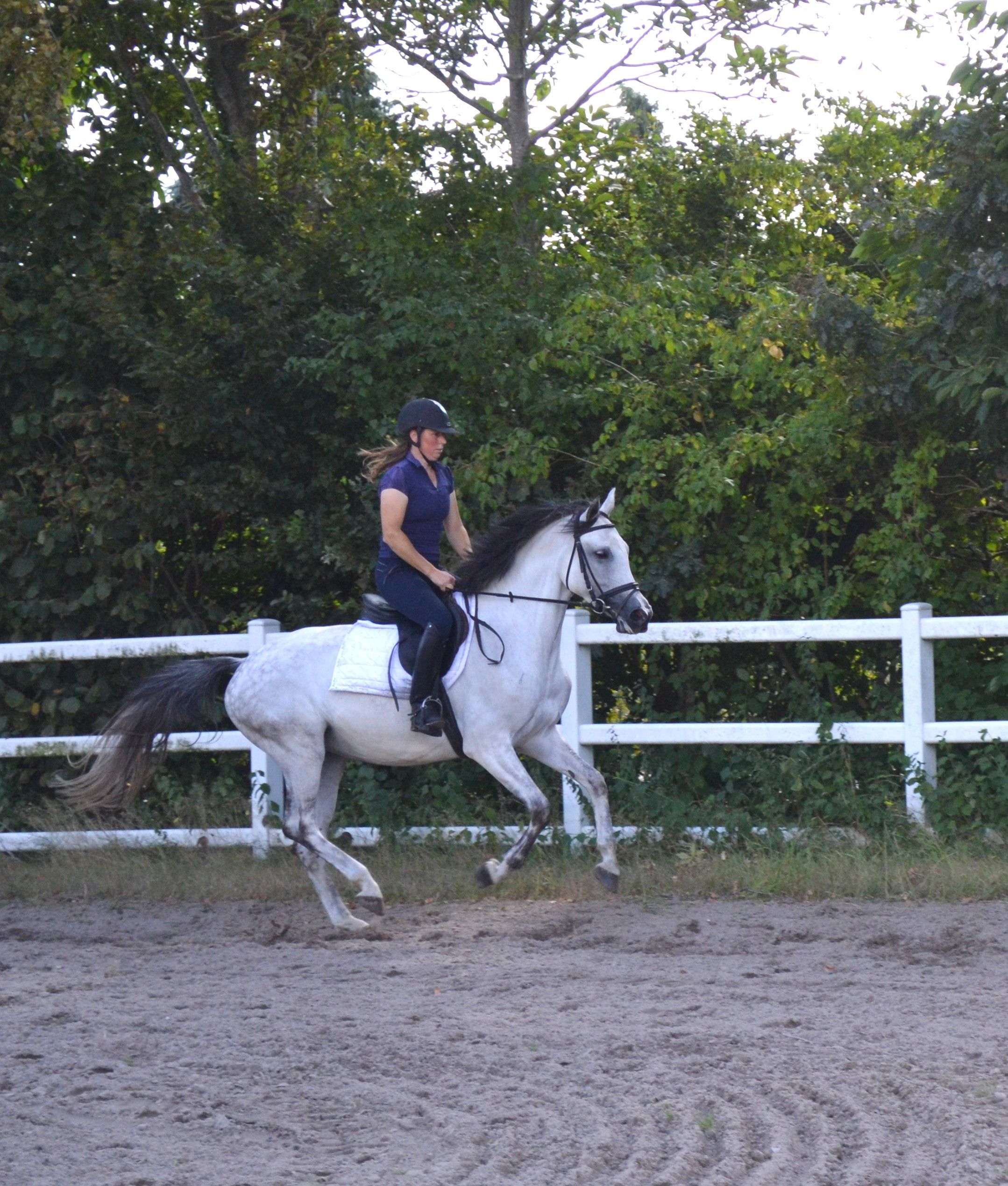 zangersheide allround-pony merrie 7 ετών schimmel προς πώληση - Φωτογραφία 2