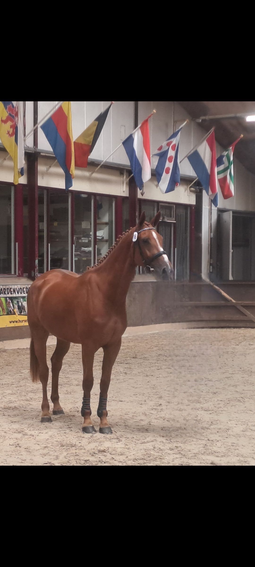 3-year-old mare, showjumping-bred