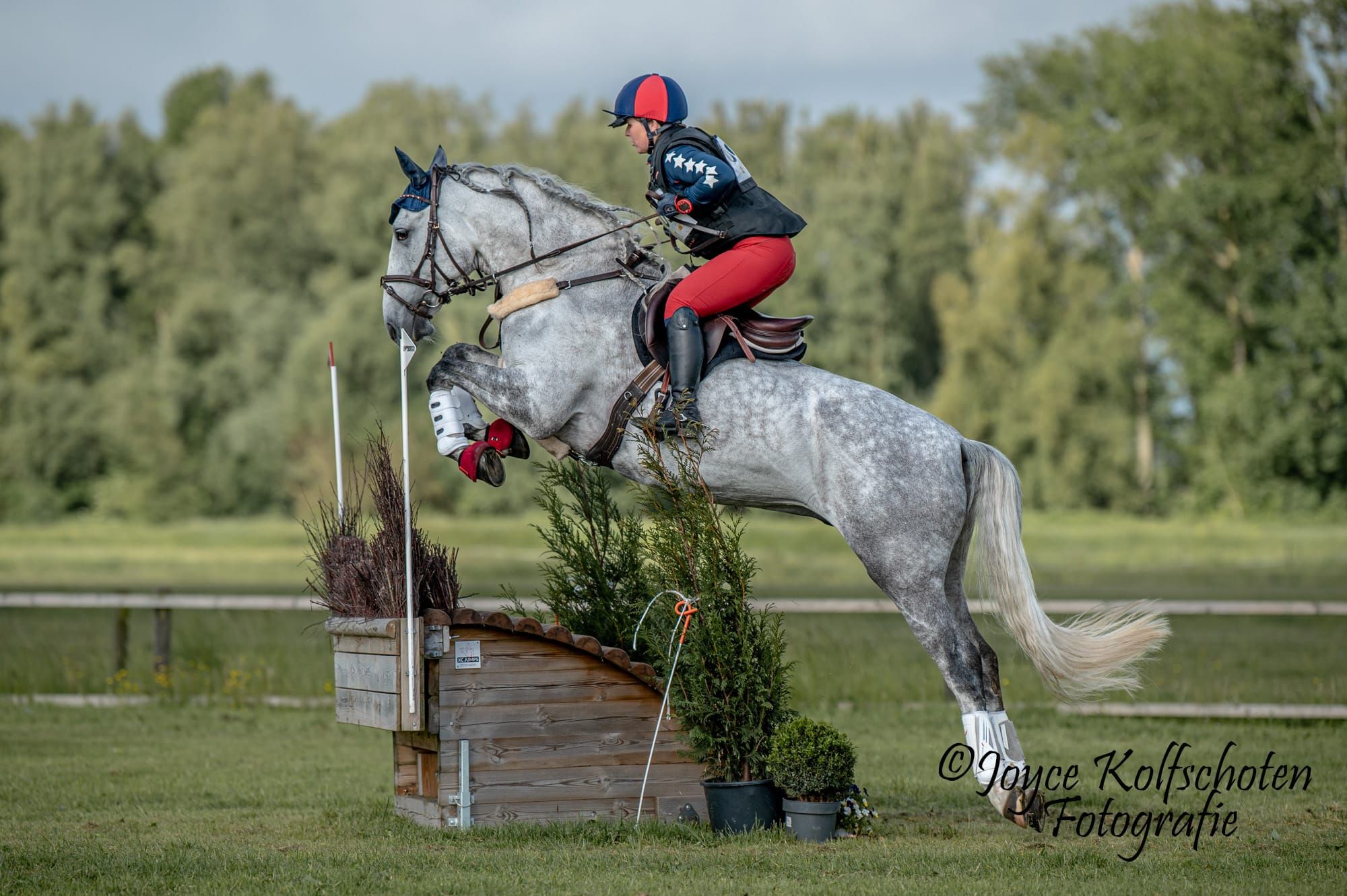 pre dressuurpaard ruin 8 years old schimmel for sale - Photo 2