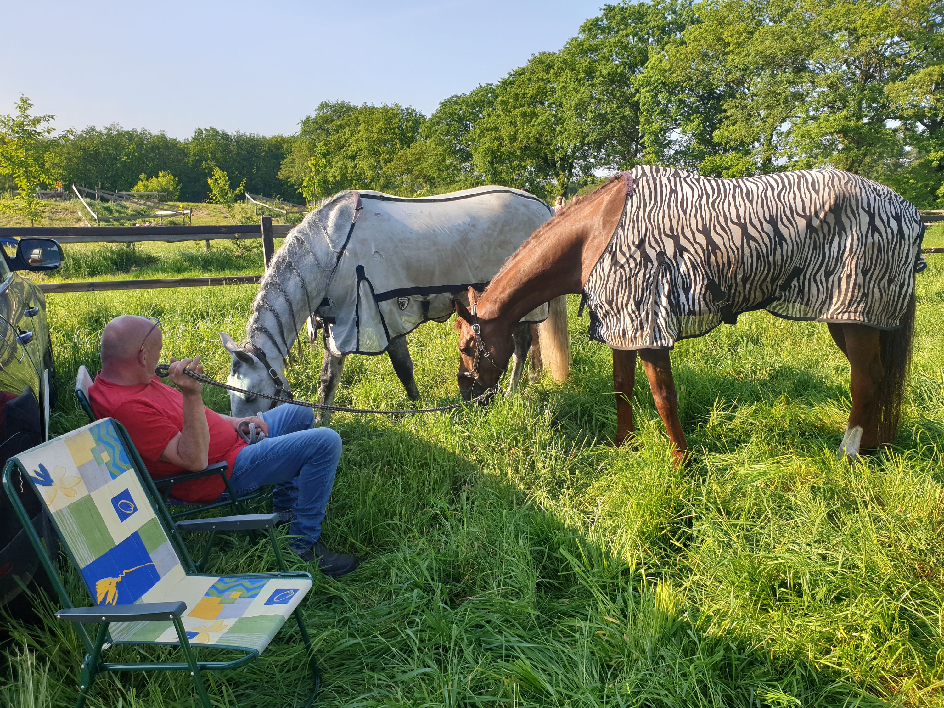 pre dressuurpaard ruin 8 years old schimmel for sale - Photo 3