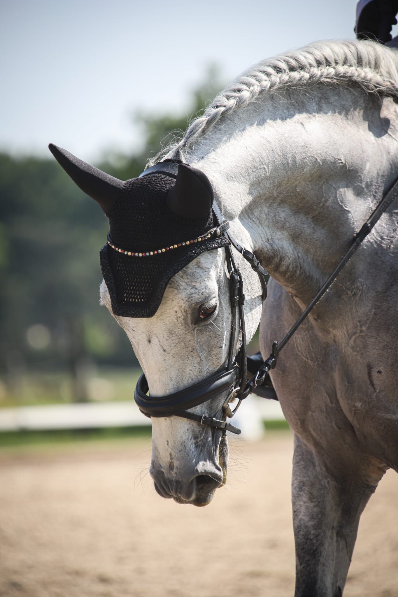 pre dressuurpaard ruin 8 years old schimmel for sale - Photo 4