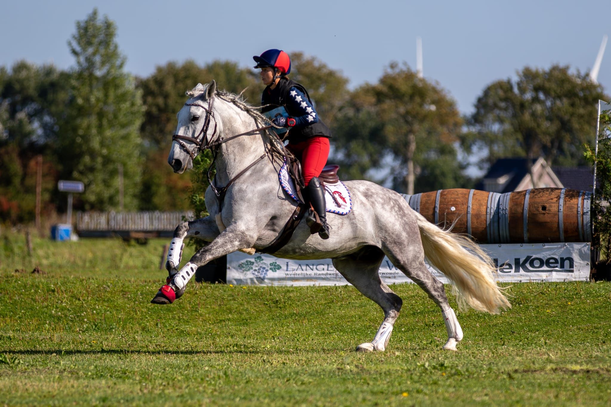 pre dressuurpaard ruin 8 years old schimmel for sale - Photo 5