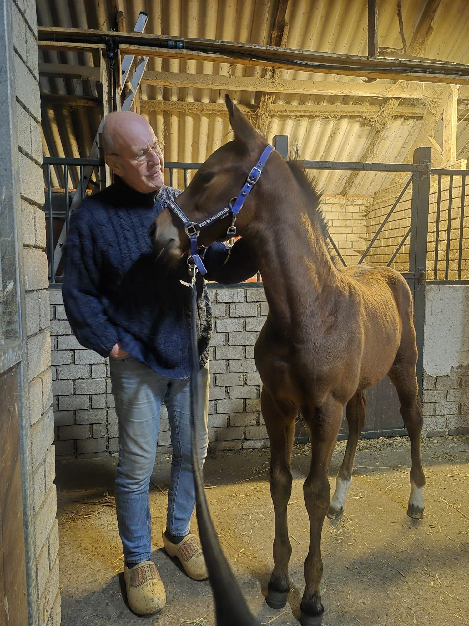 kwpn springpaard hengst 0 år donkerbruin till salu - Foto 6