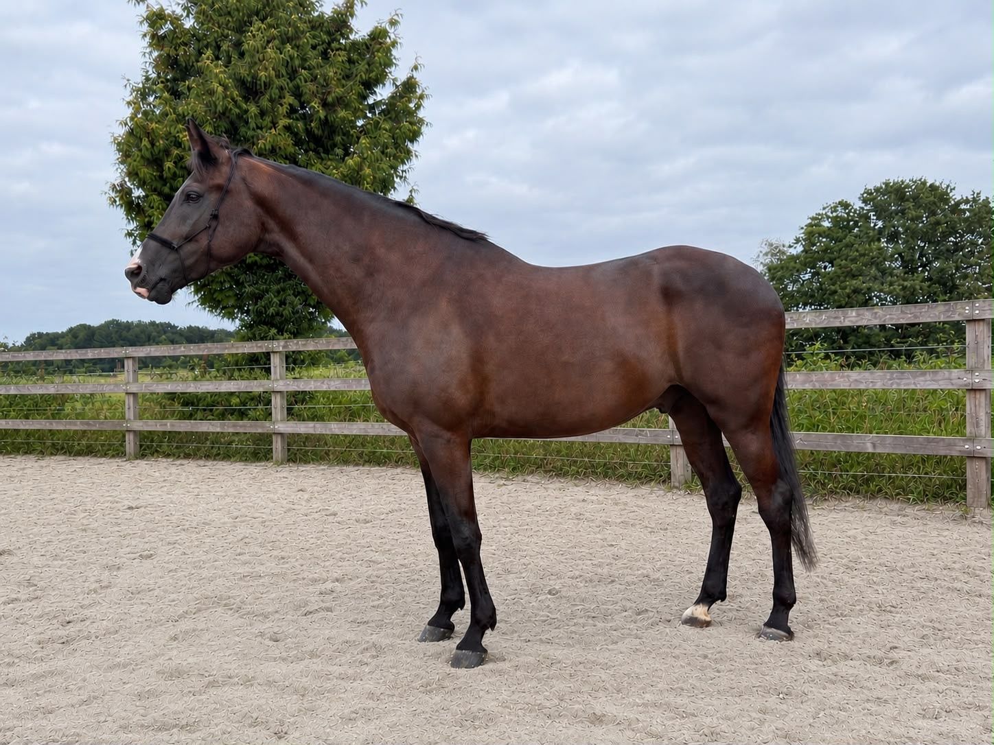 Cheval de dressage talentueux, sage, 5 ans, pedigree : Kaiser Weltino