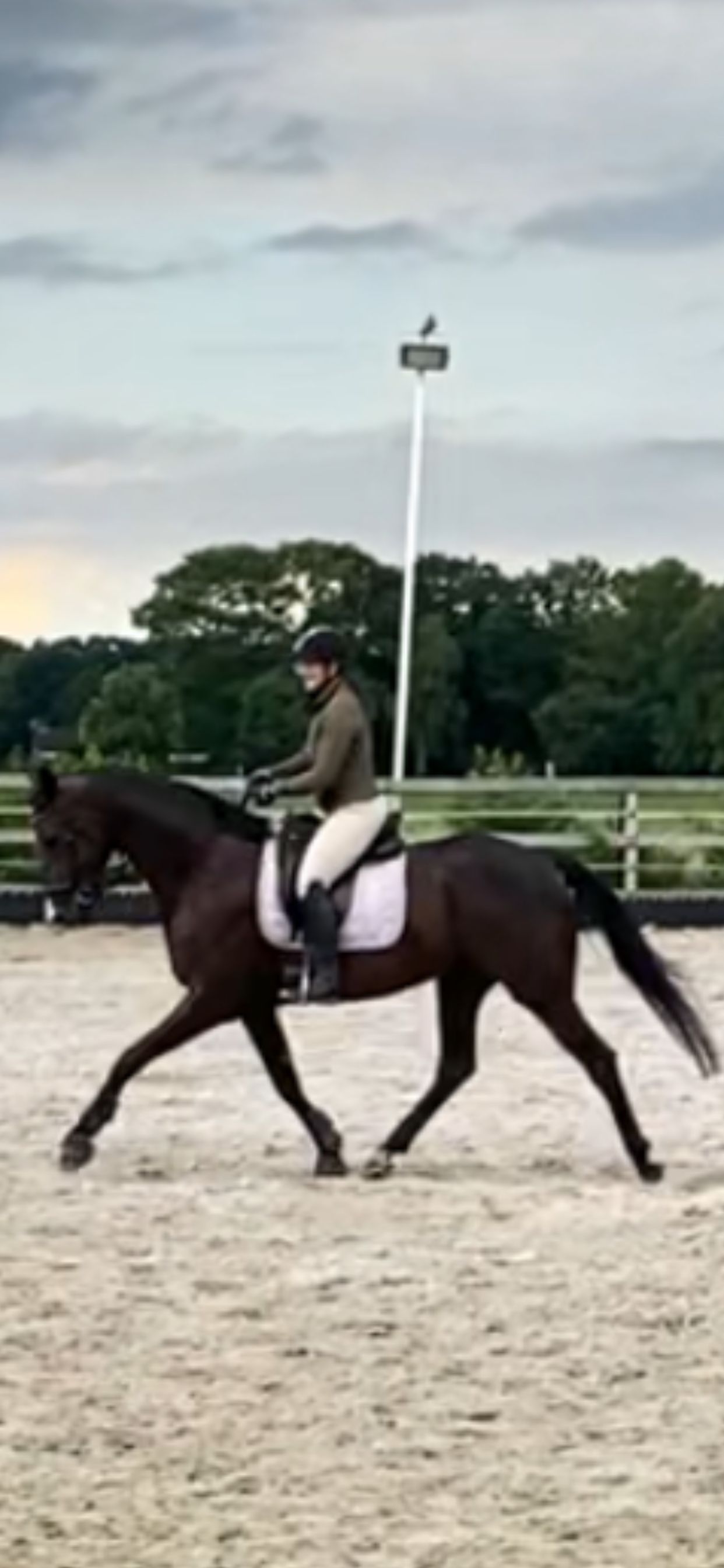 kwpn dressuurpaard ruin 5 ani zwart de vânzare - Foto 5