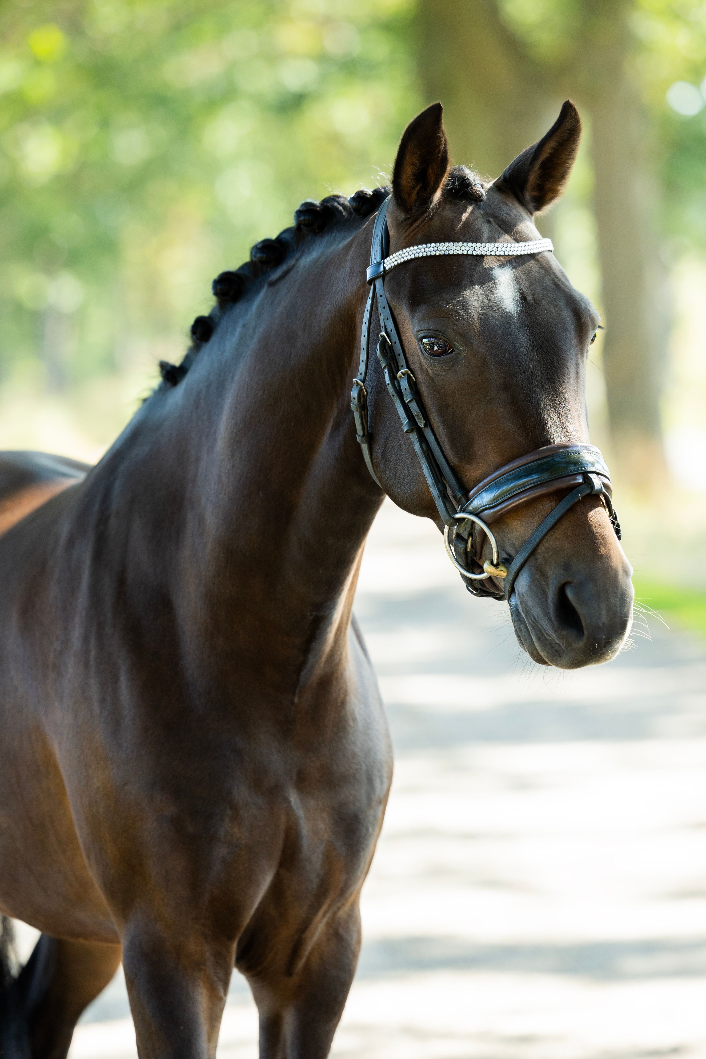 new-forest allround-pony ruin 8 jaar donkerbruin te koop - Foto 2