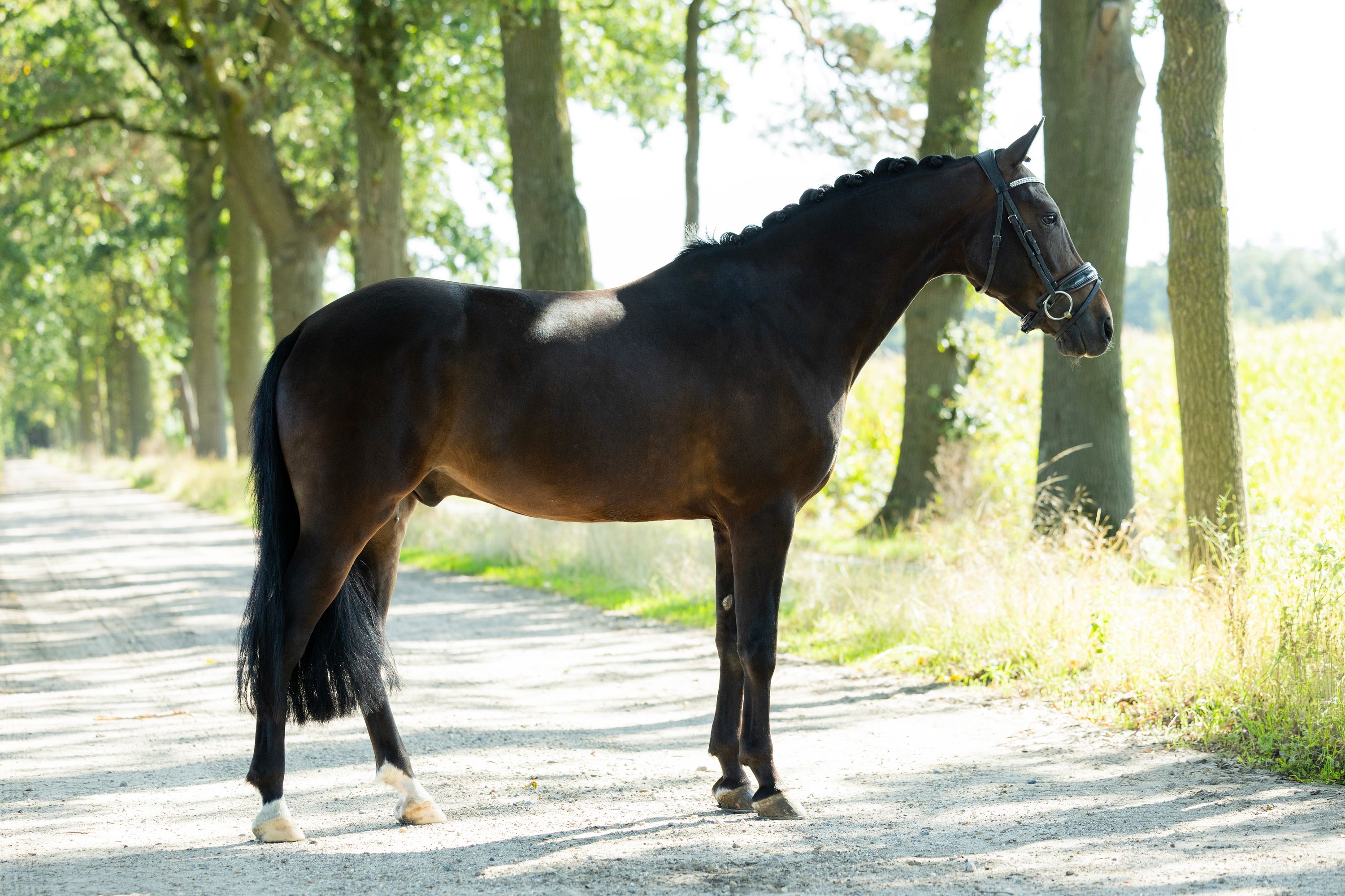 new-forest allround-pony ruin 8 jaar donkerbruin te koop - Foto 3