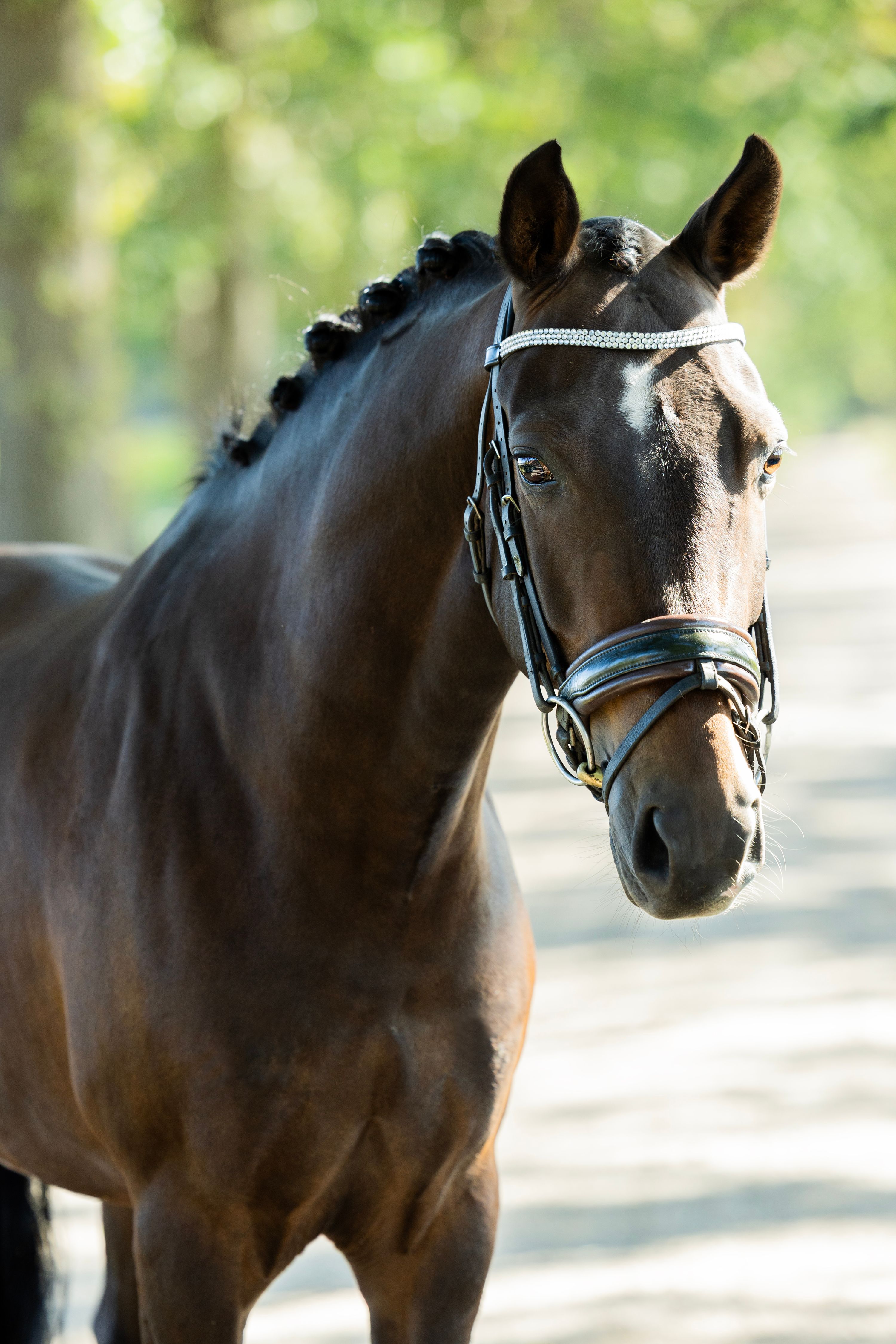 new-forest allround-pony ruin 8 jaar donkerbruin te koop - Foto 5