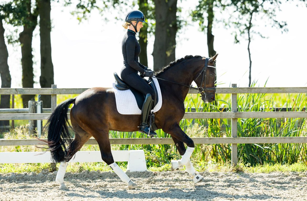 Allround eyecatcher D pony