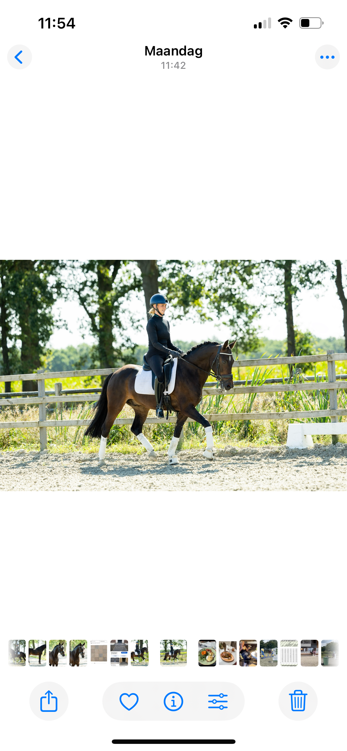 new-forest allround-pony ruin 8 jaar donkerbruin te koop - Foto 4