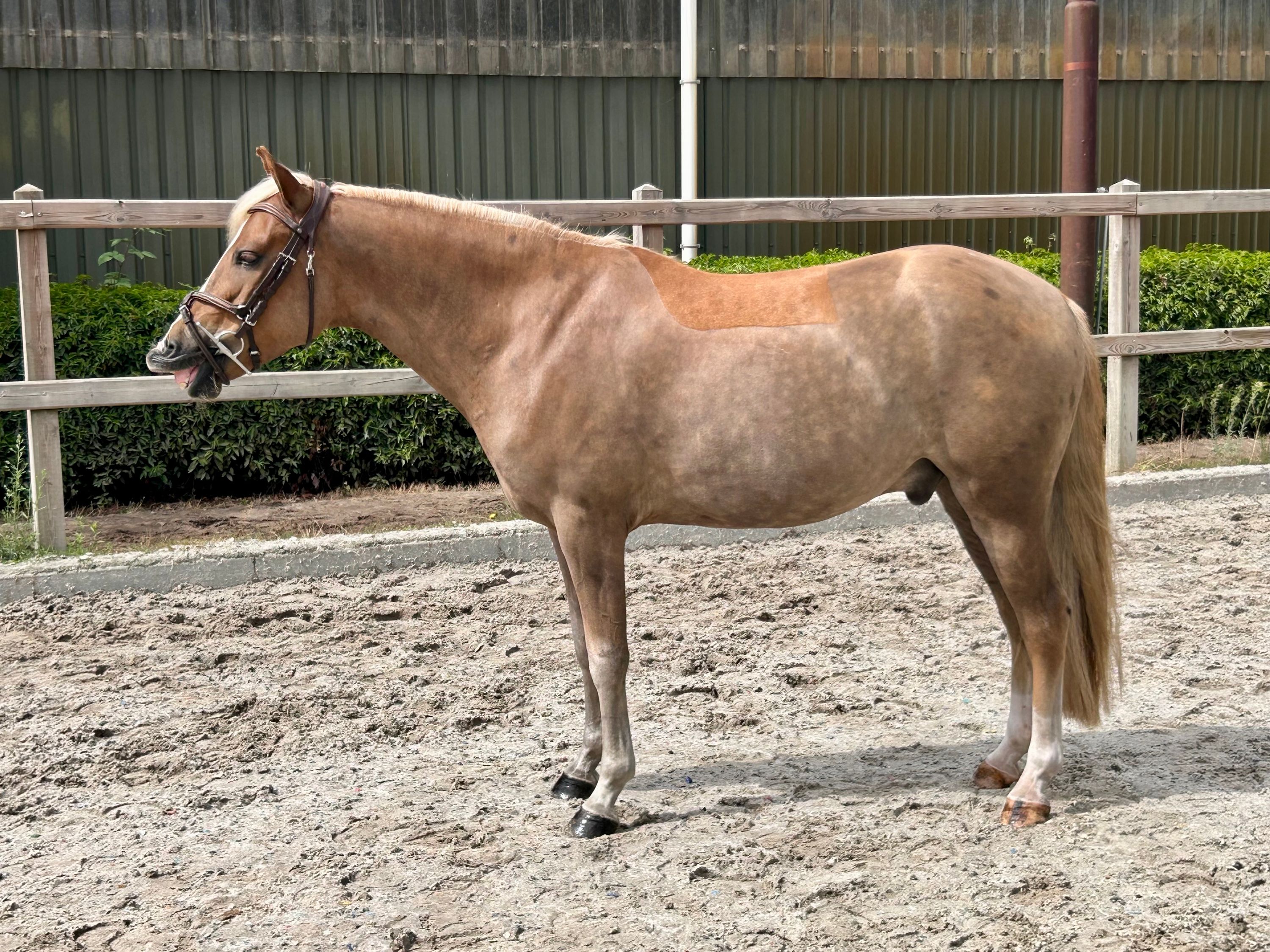 new-forest allround-pony ruin 4 år vos till salu - Foto 5