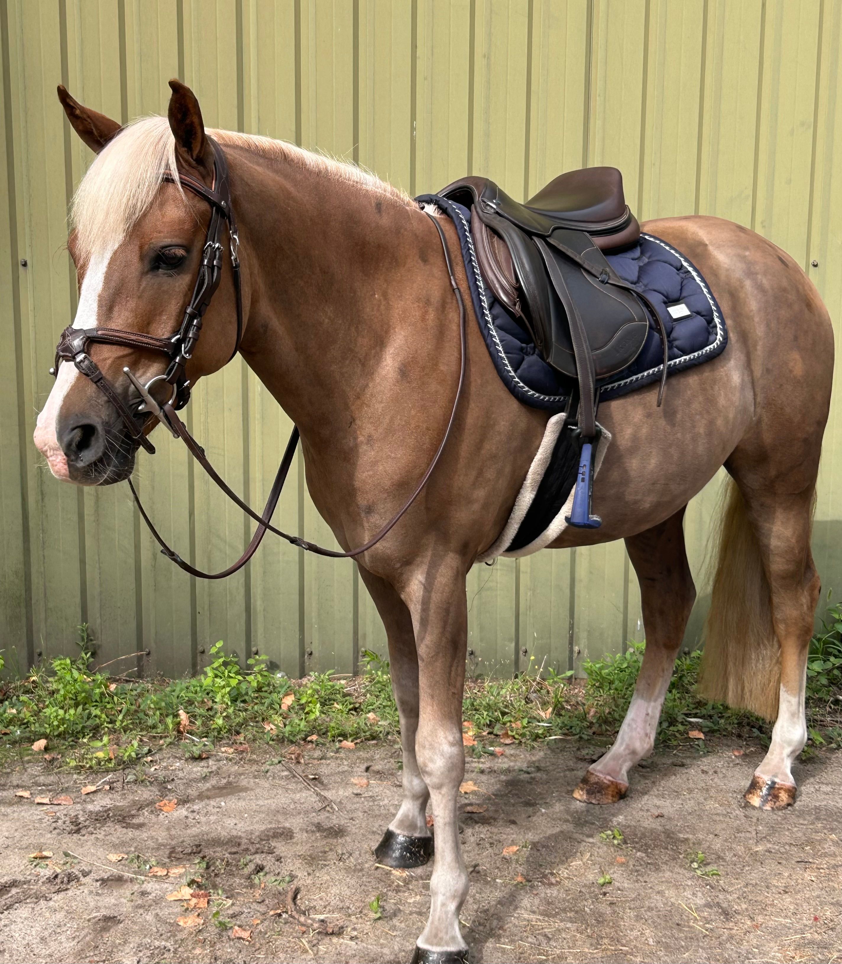 new-forest allround-pony ruin 4 år vos till salu - Foto 3
