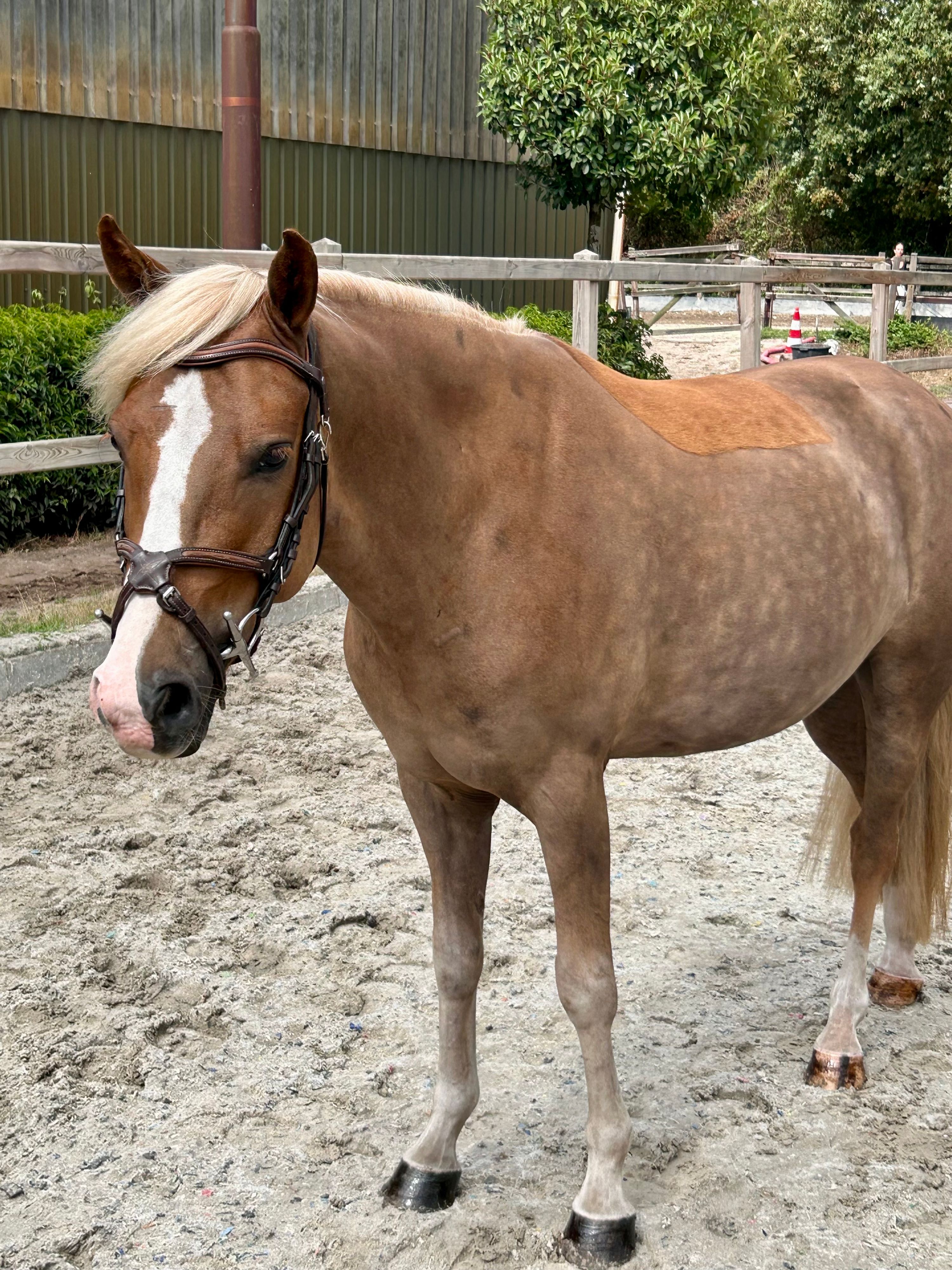 new-forest allround-pony ruin 4 år vos till salu - Foto 6