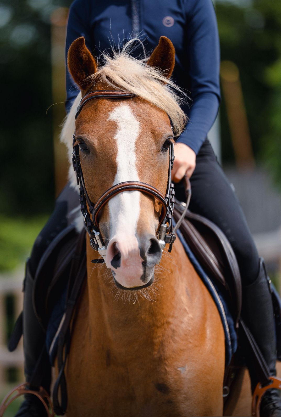 new-forest allround-pony ruin 4 år vos till salu - Foto 4