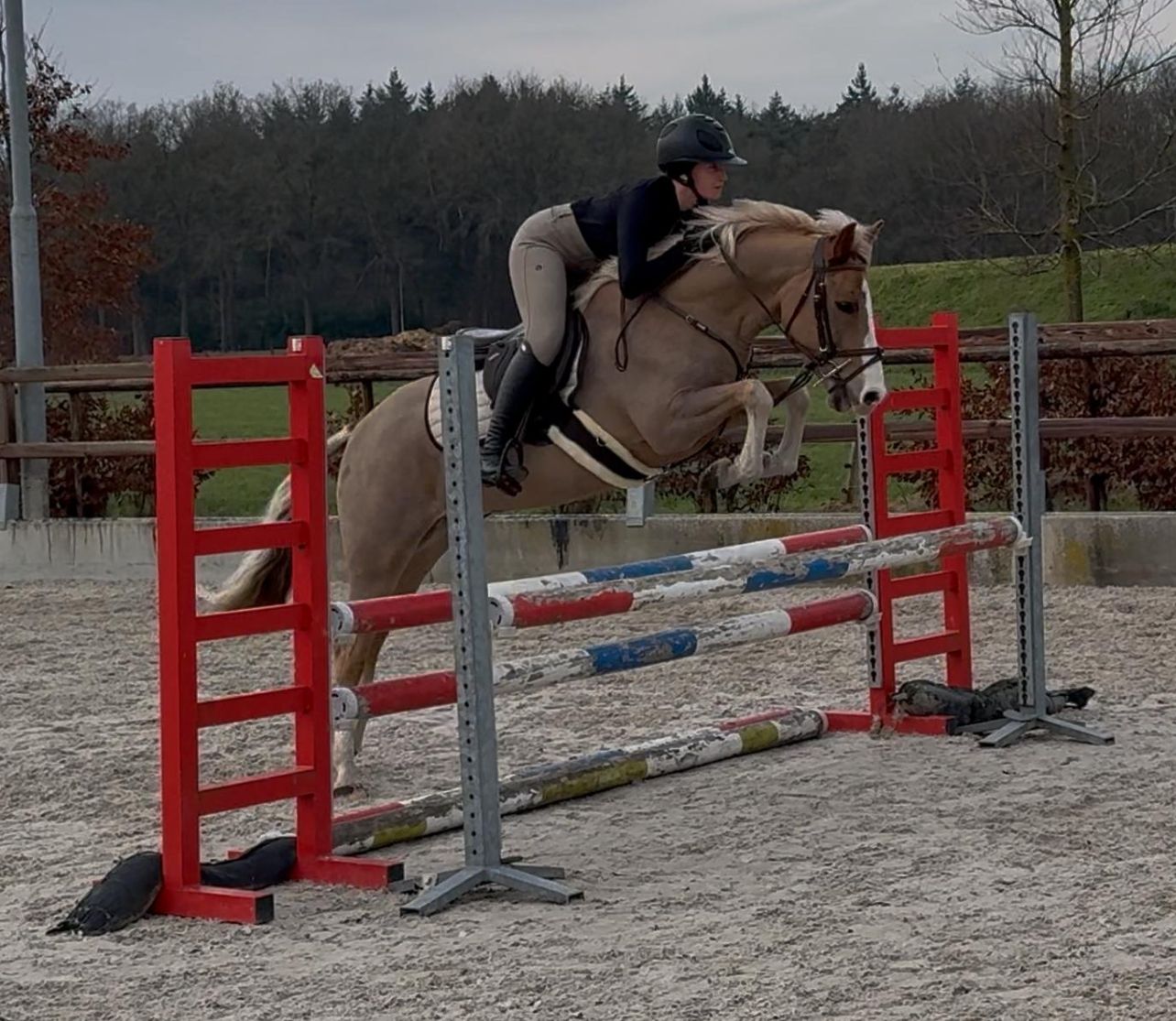 new-forest allround-pony ruin 4 år vos till salu - Foto 2