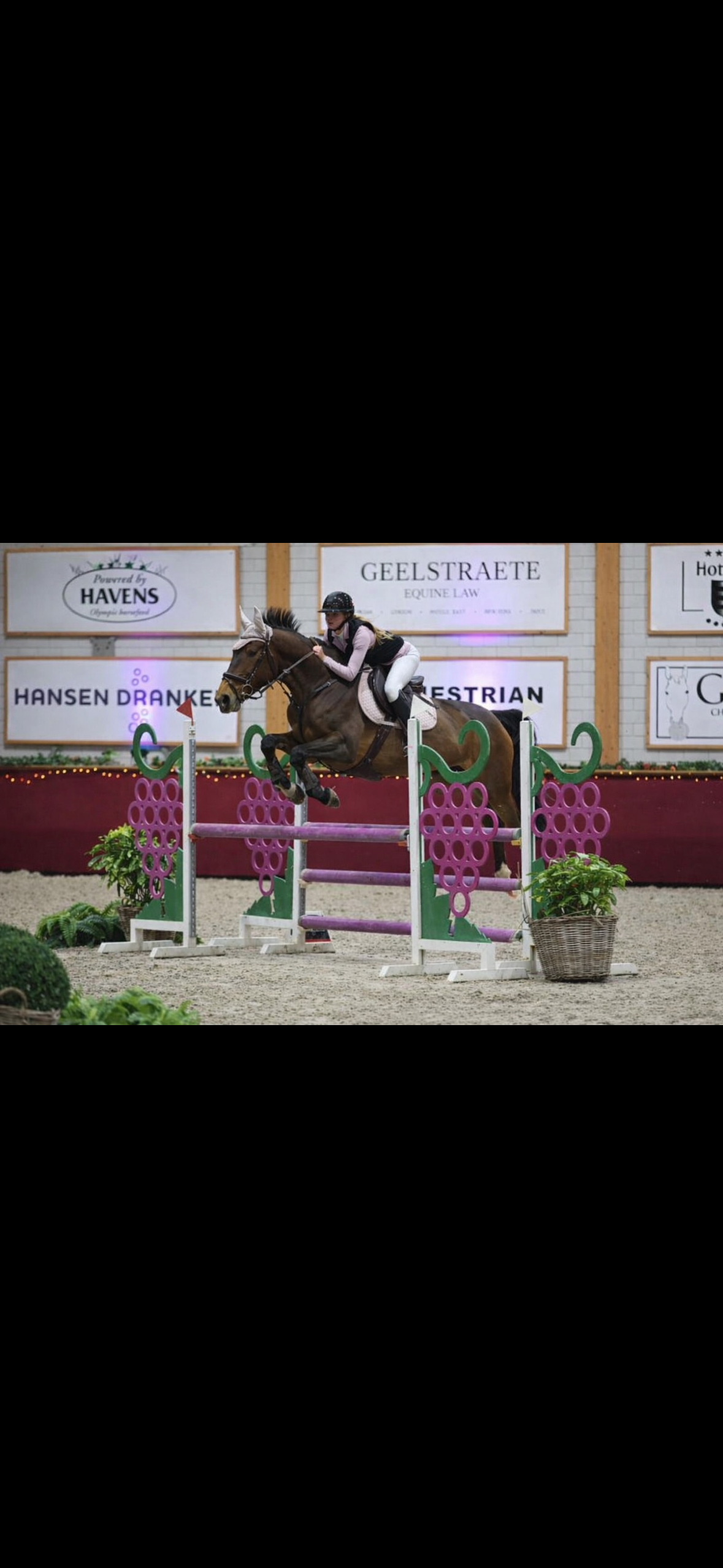 anglo-europees springpaard merrie 8 vuotta bruin myytävänä - Kuva 4