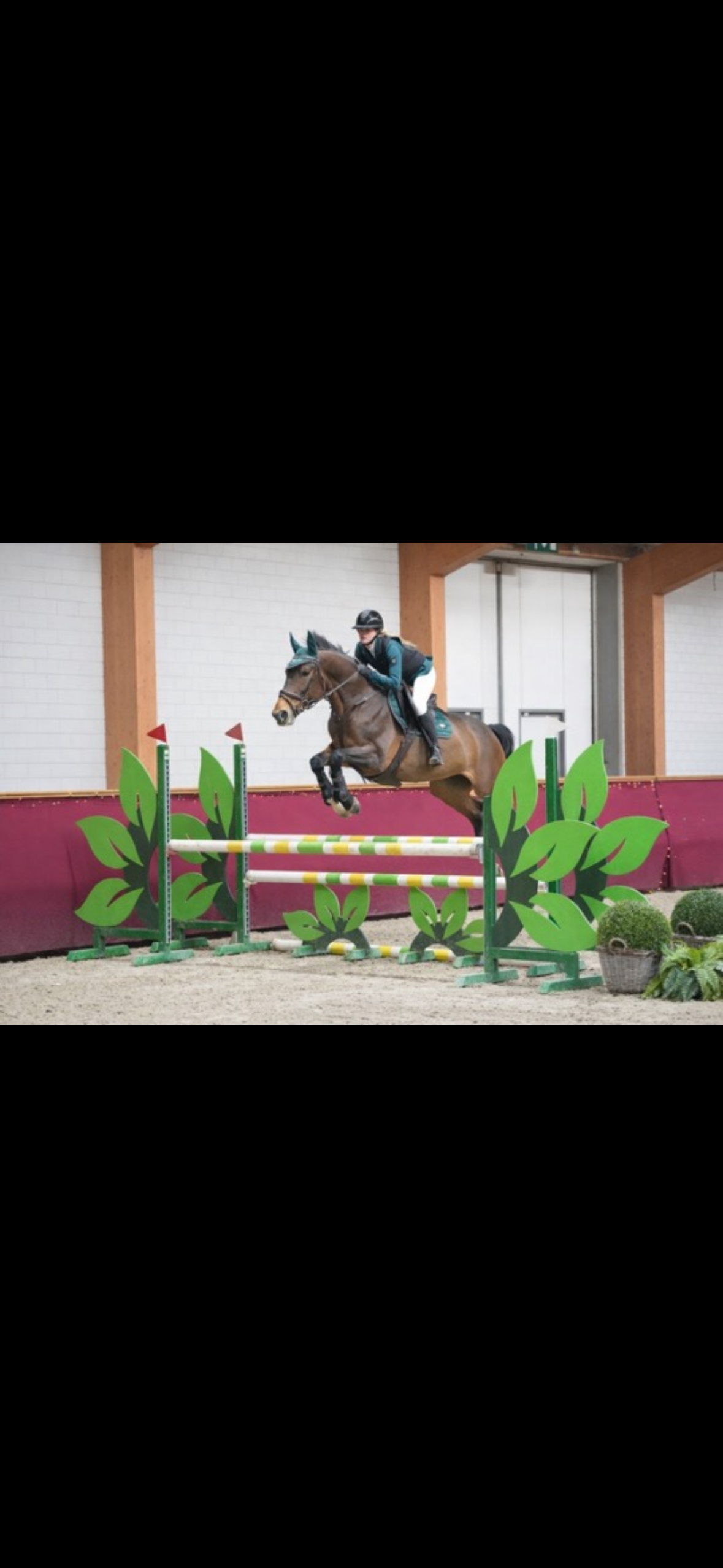 anglo-europees springpaard merrie 8 vuotta bruin myytävänä - Kuva 3