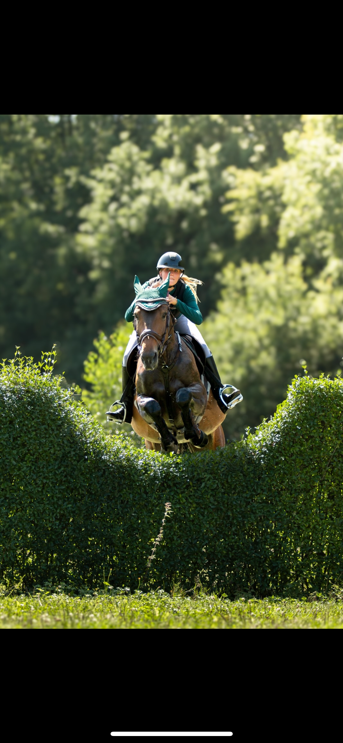 anglo-europees springpaard merrie 8 vuotta bruin myytävänä - Kuva 2