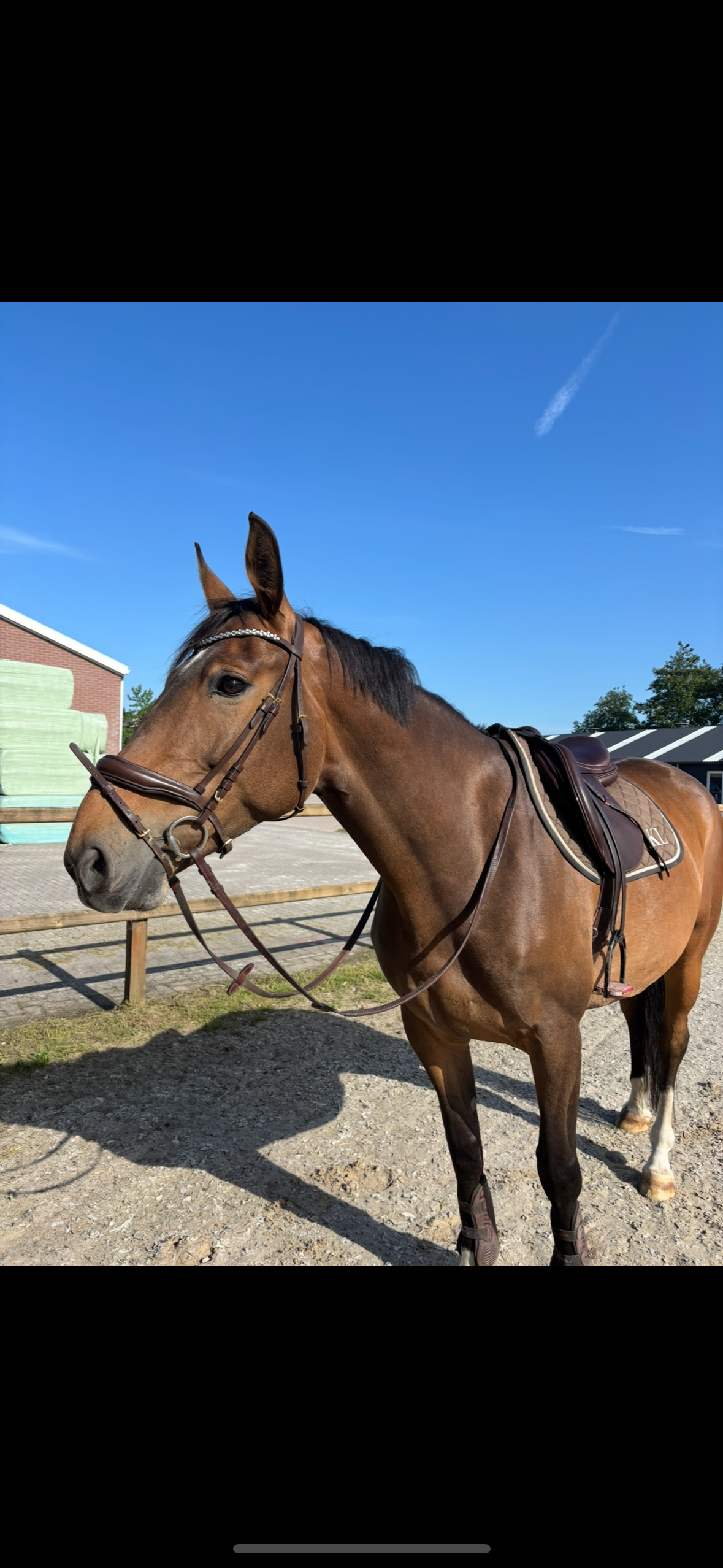 anglo-europees springpaard merrie 8 vuotta bruin myytävänä - Kuva 6