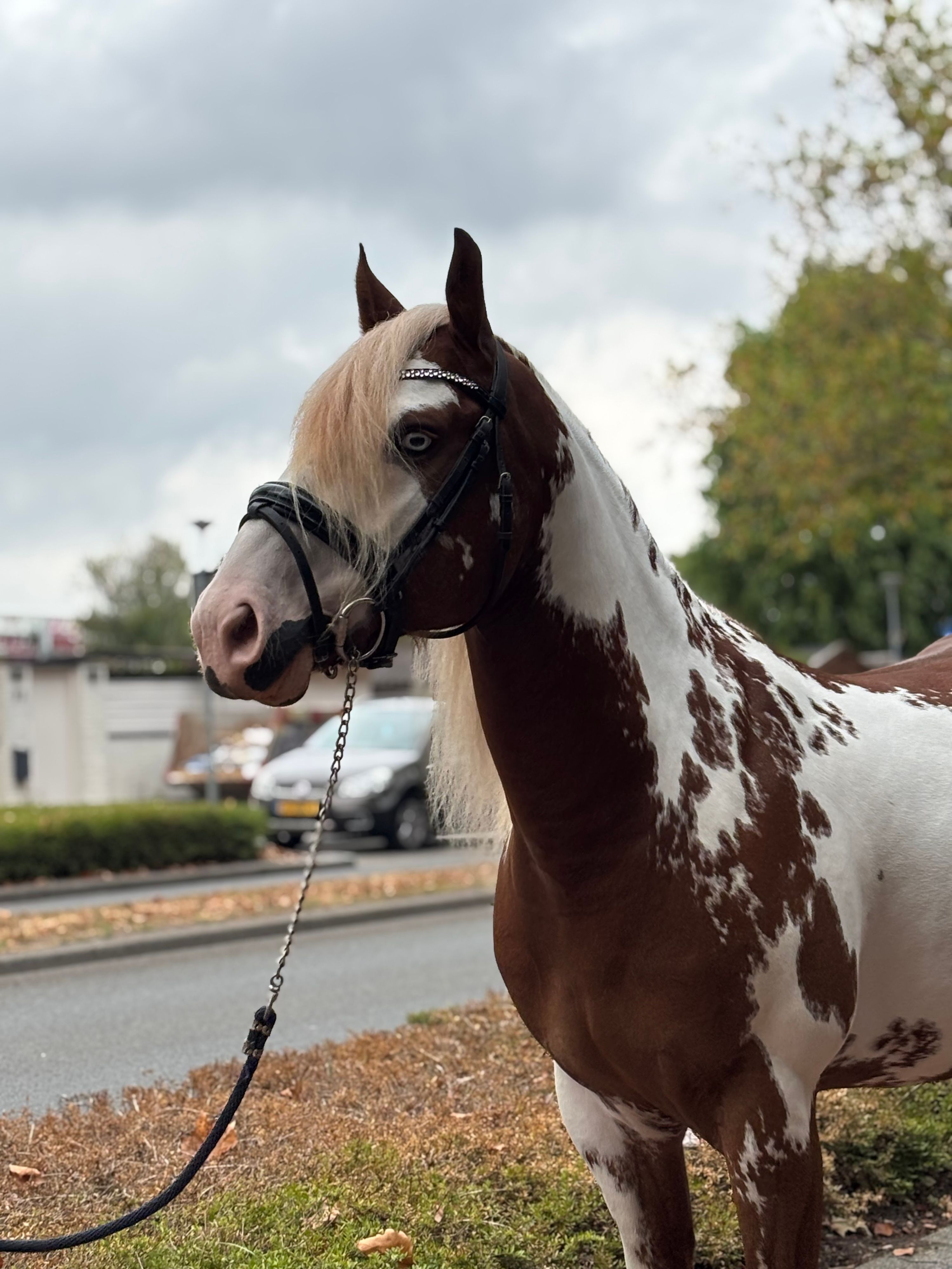 Apollo | Once in a lifetime pony ❤️