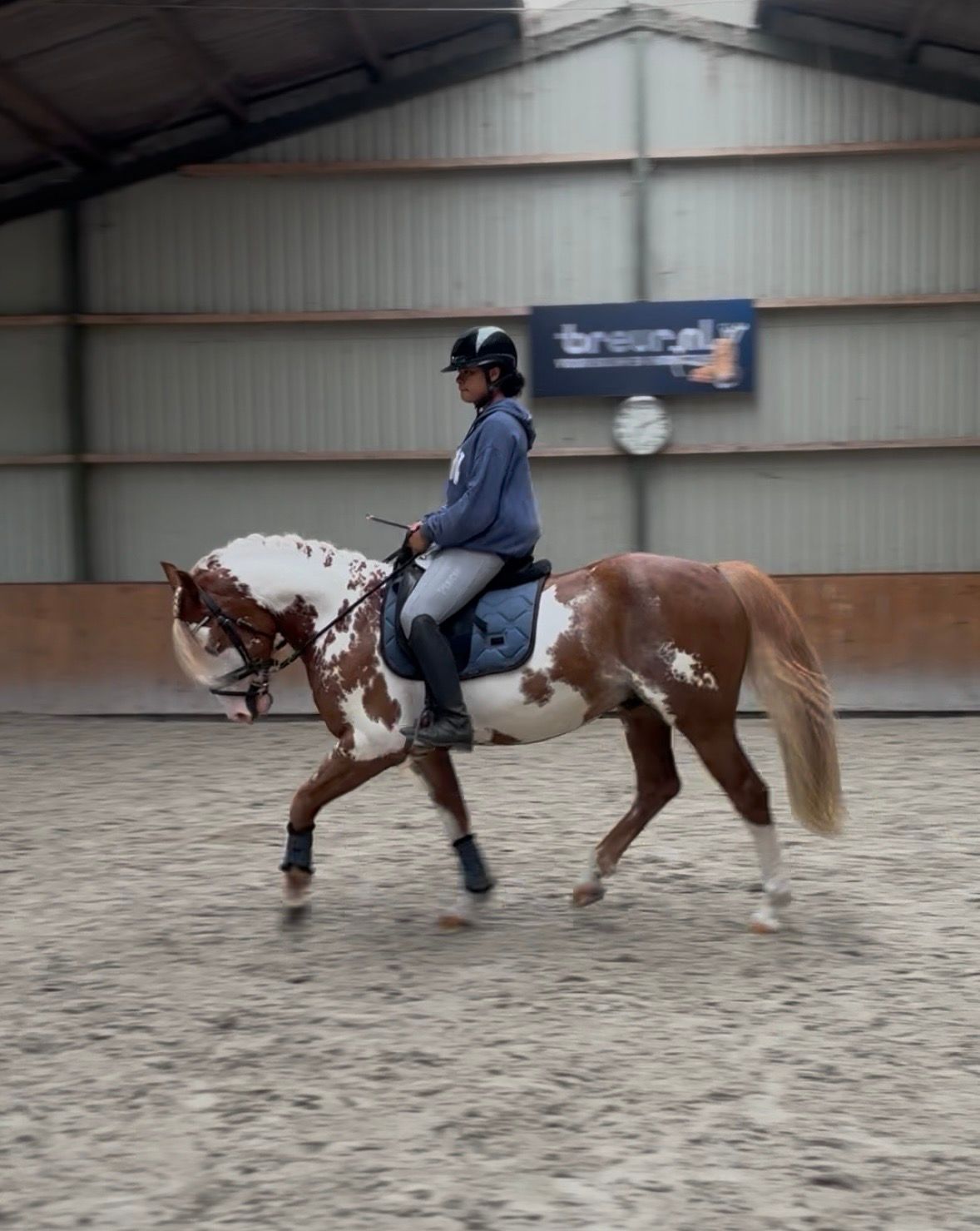 duitse-rijpony allround-pony ruin 6 år andere-kleur til salgs - Foto 4