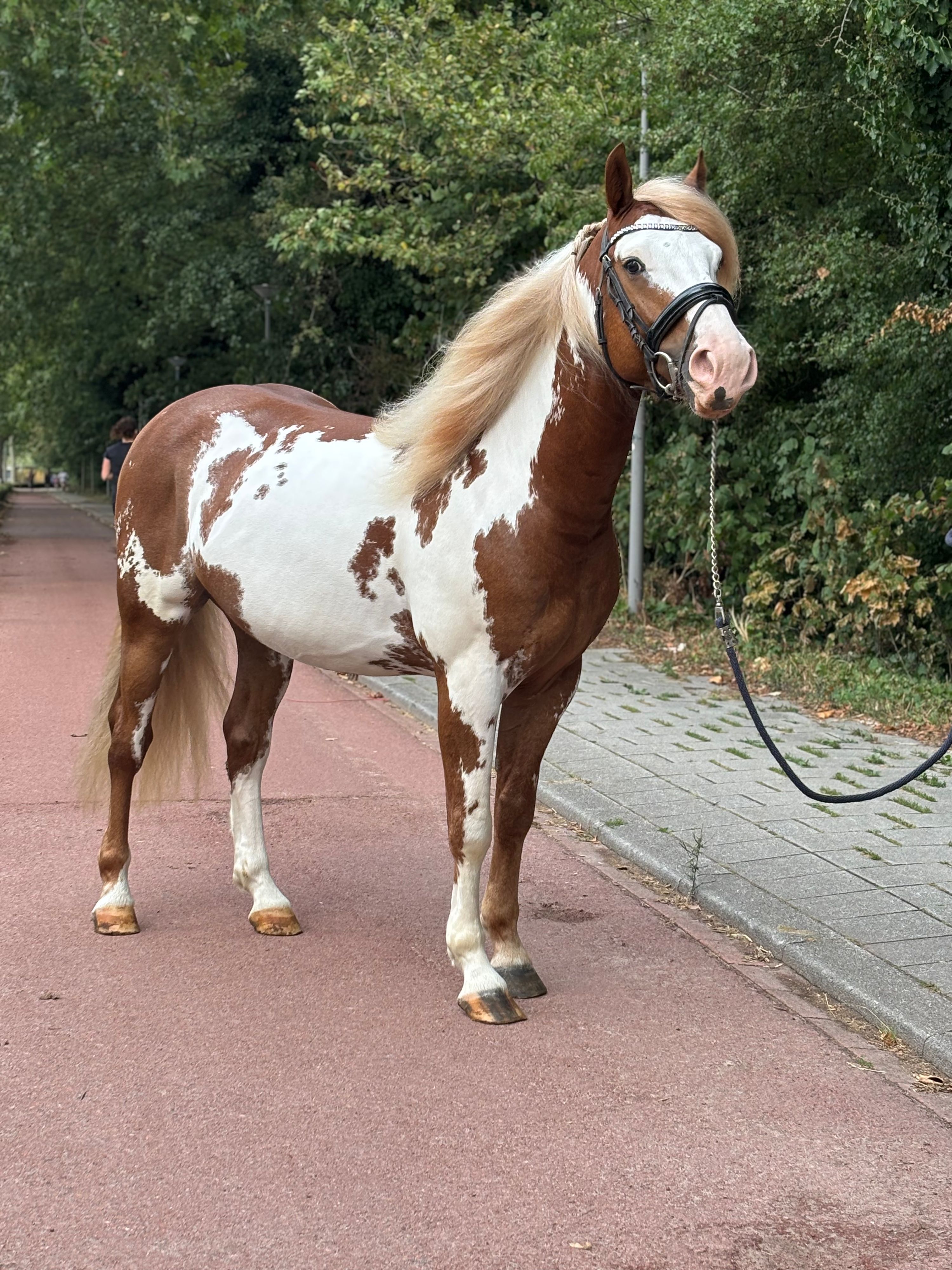 duitse-rijpony allround-pony ruin 6 år andere-kleur til salgs - Foto 3