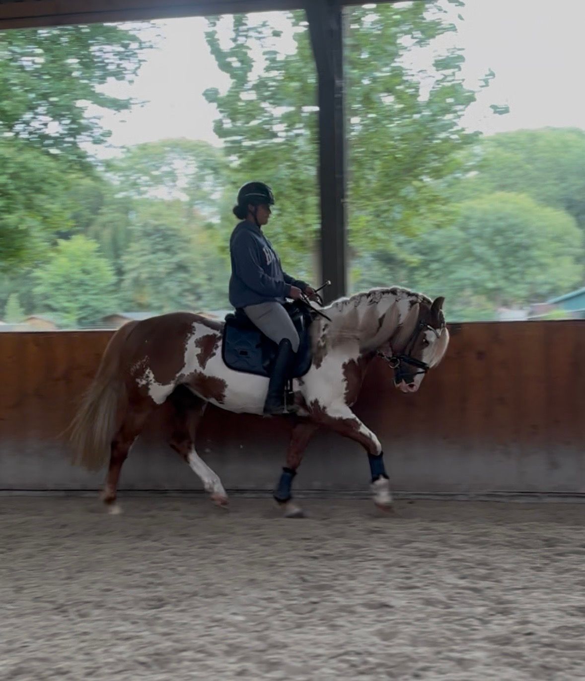 duitse-rijpony allround-pony ruin 6 år andere-kleur til salgs - Foto 5