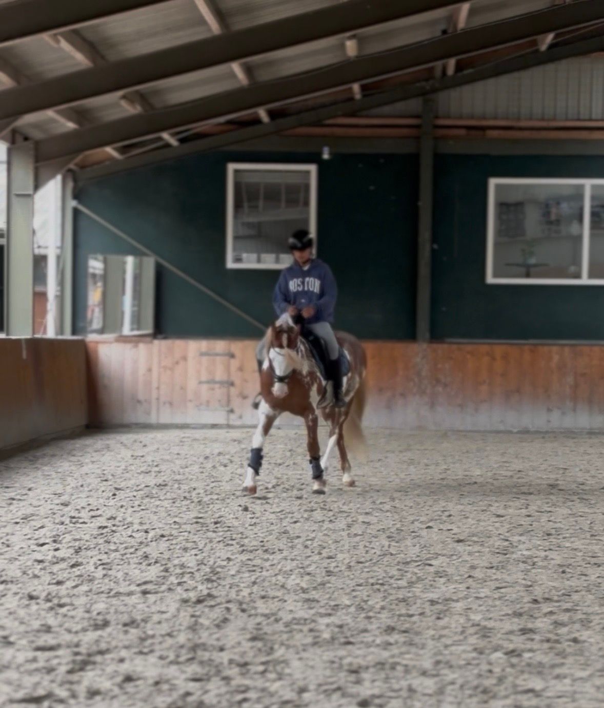duitse-rijpony allround-pony ruin 6 år andere-kleur til salgs - Foto 6