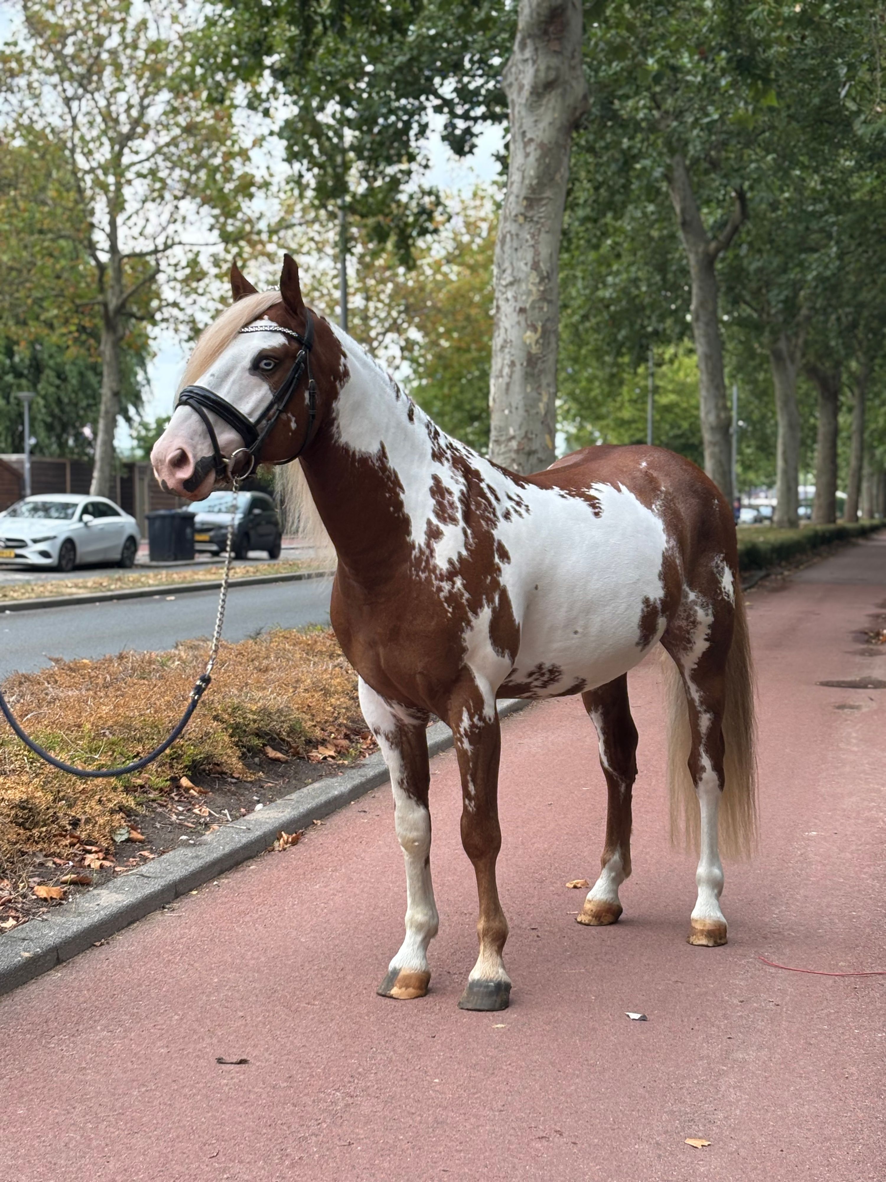 duitse-rijpony allround-pony ruin 6 år andere-kleur til salgs - Foto 2