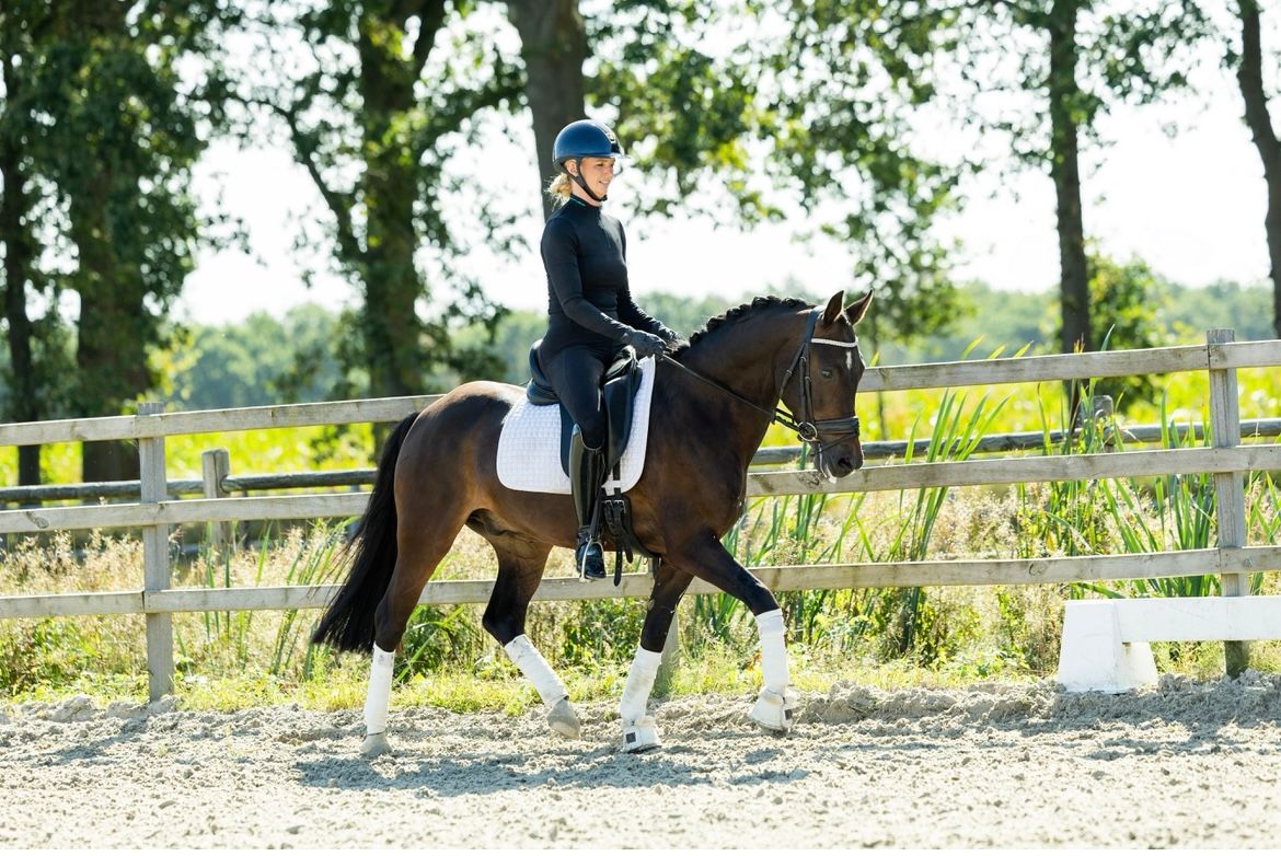 new-forest allround-pony ruin 8 rokov donkerbruin na predaj - Foto 4