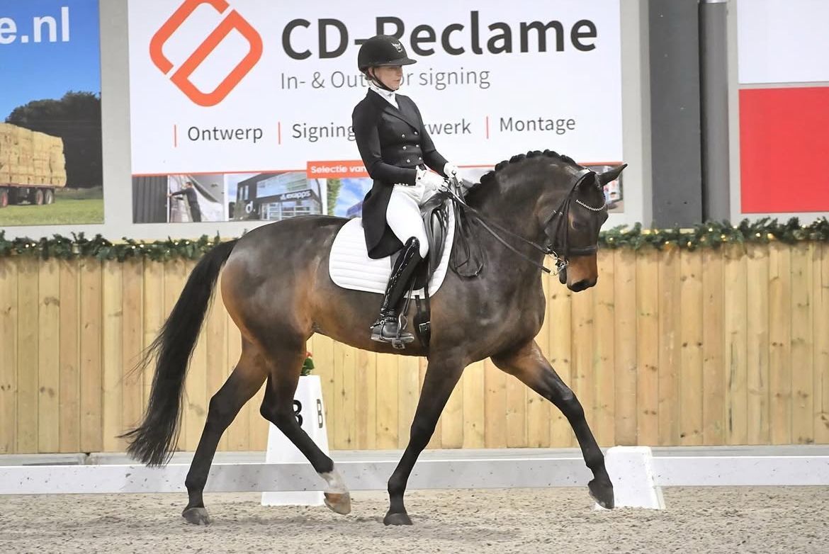 kwpn dressuurpaard merrie 11 vuotta donkerbruin myytävänä - Kuva 2