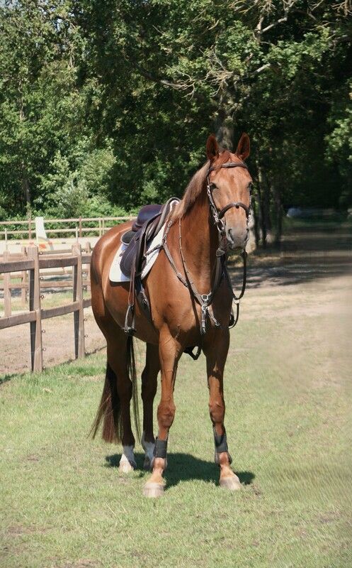 Kananova de la Pomme x Marius Claudius​ springpaard merrie 5 år vos til salgs - Foto 2