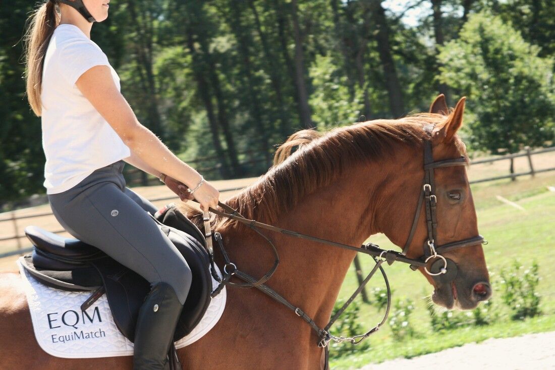 Kananova de la Pomme x Marius Claudius​ springpaard merrie 5 år vos til salgs - Foto 5