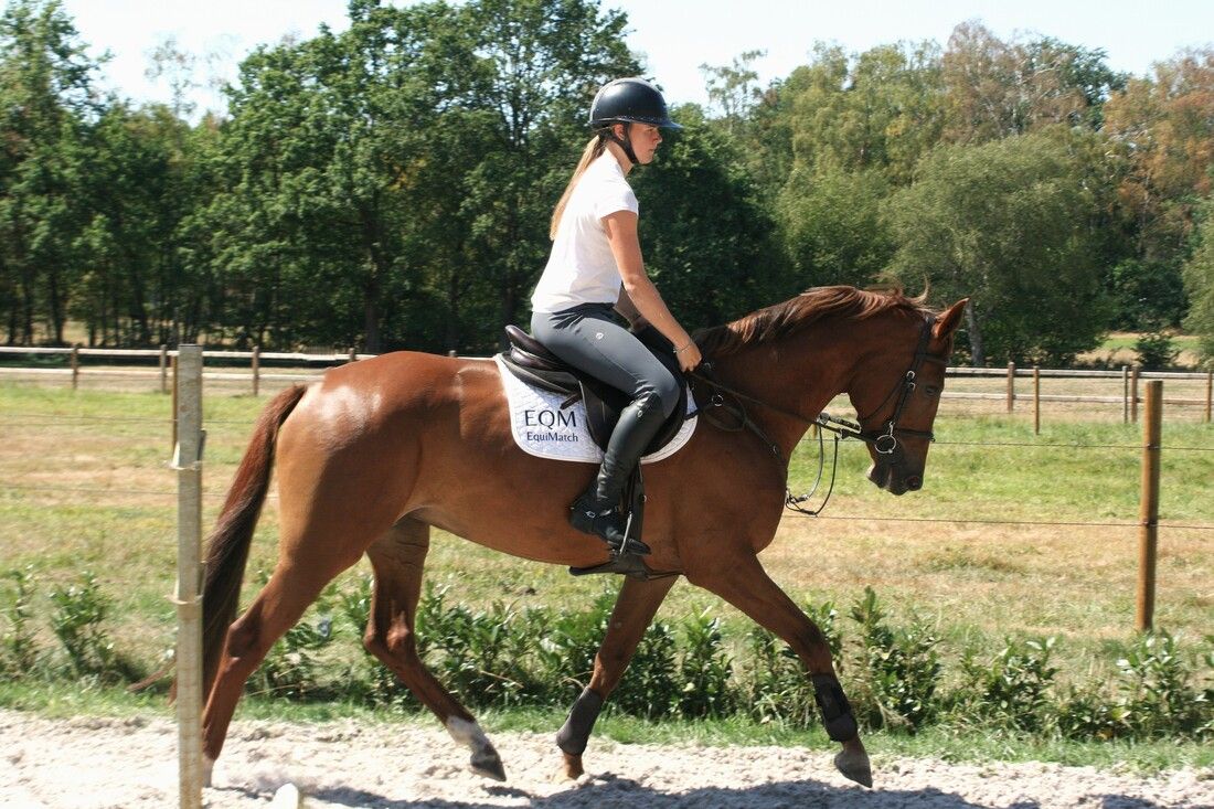 Kananova de la Pomme x Marius Claudius​ springpaard merrie 5 år vos til salgs - Foto 3