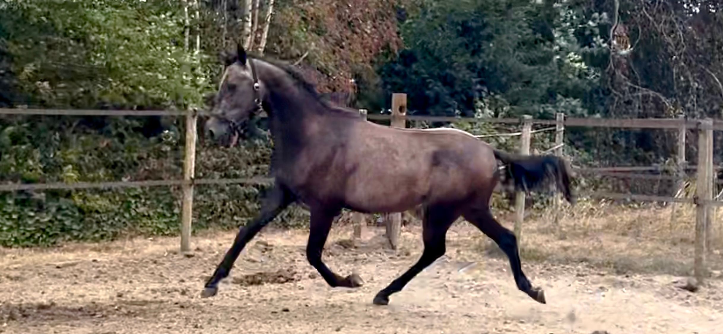 2-årig hingst allround/fälttävlan