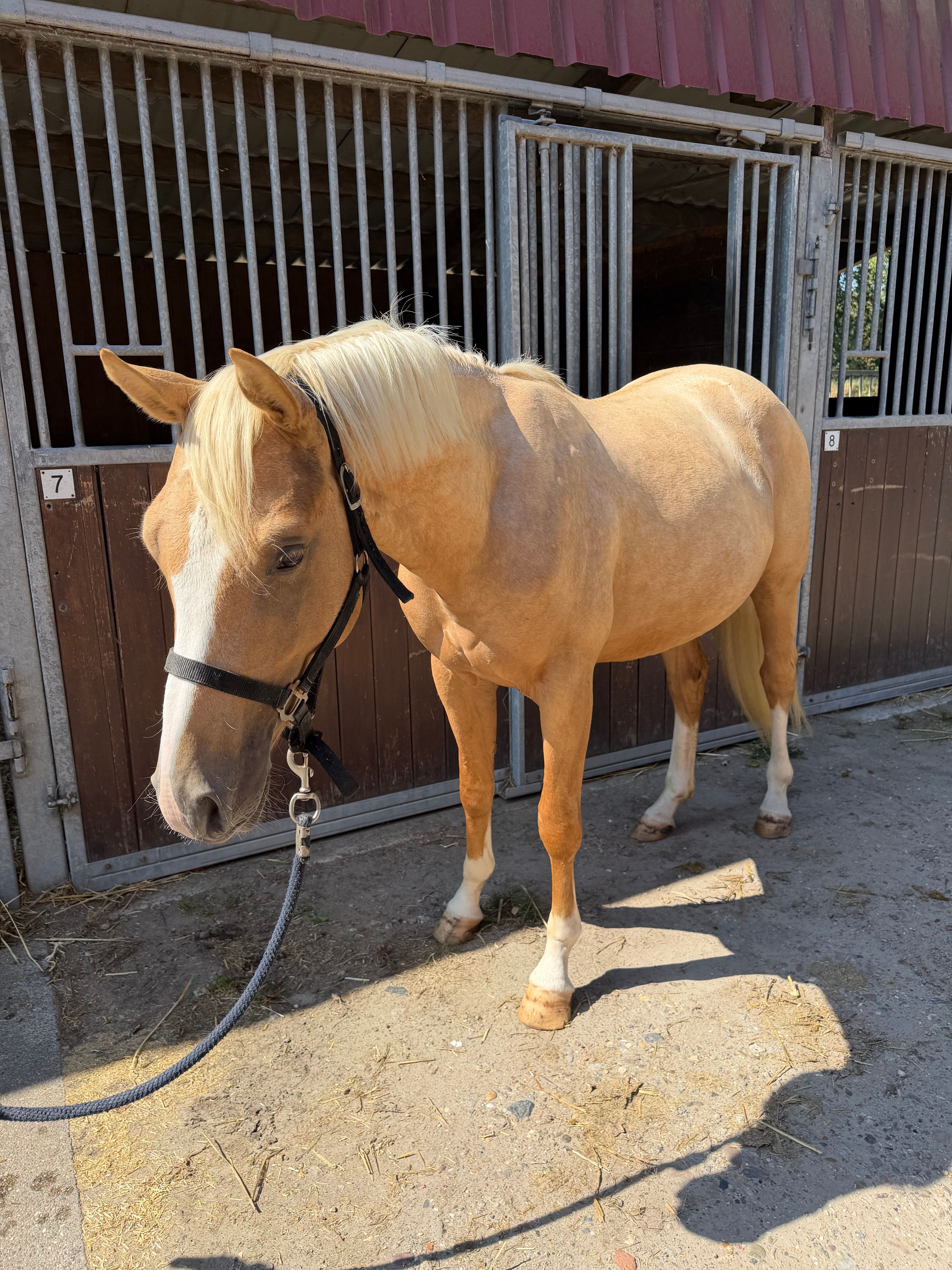 Palomino de 2 ans à vendre