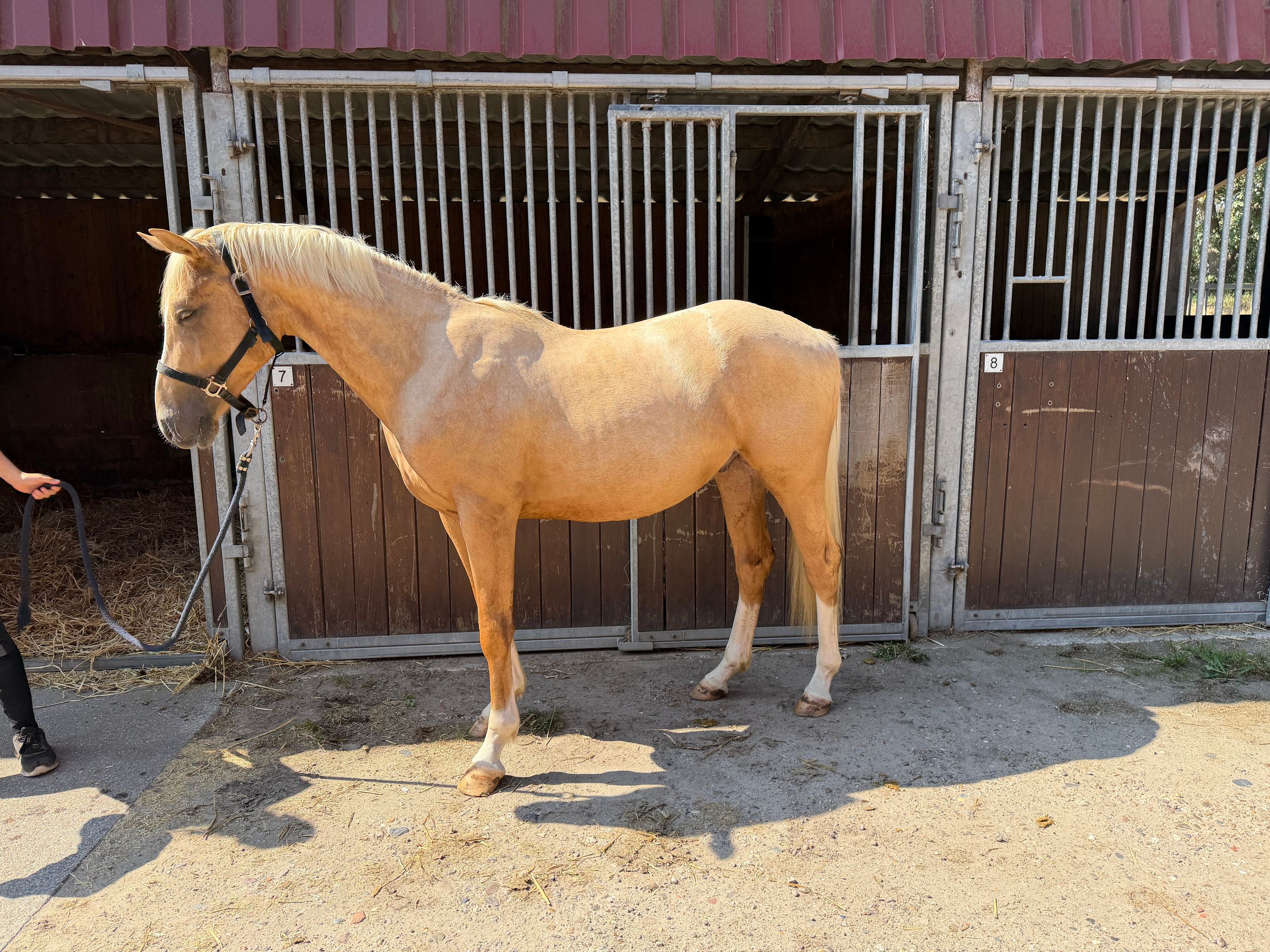 nrps allrounder hengst 2 år palomino till salu - Foto 2