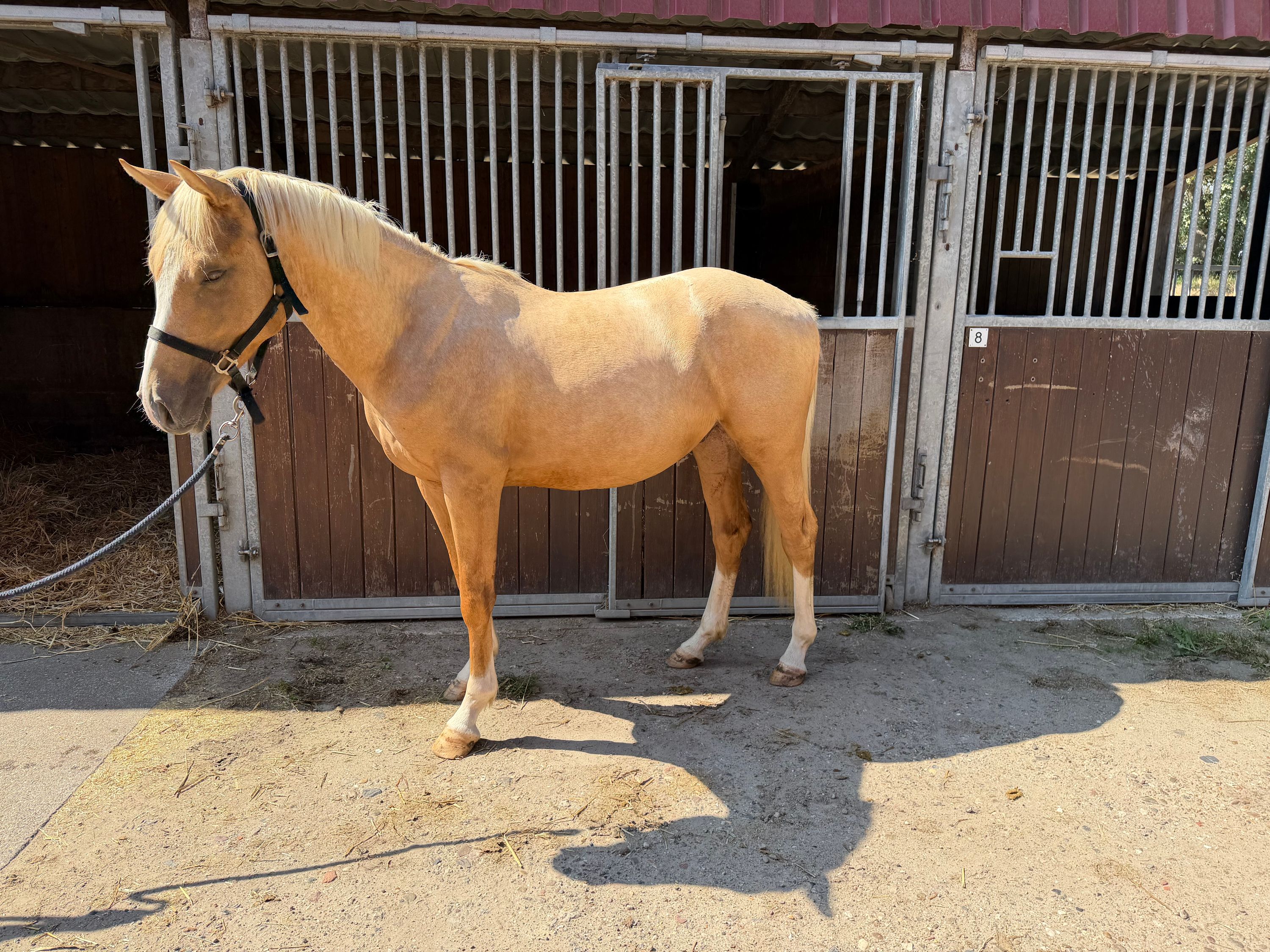 nrps allrounder hengst 2 år palomino till salu - Foto 3